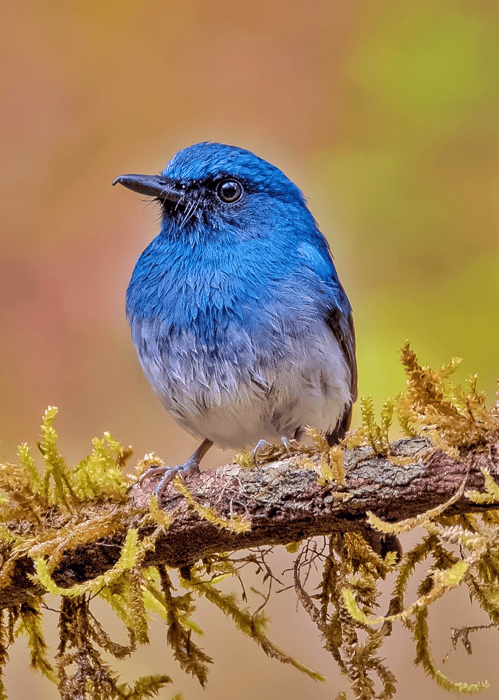 #3 - White Bellied Blue Flycatcher