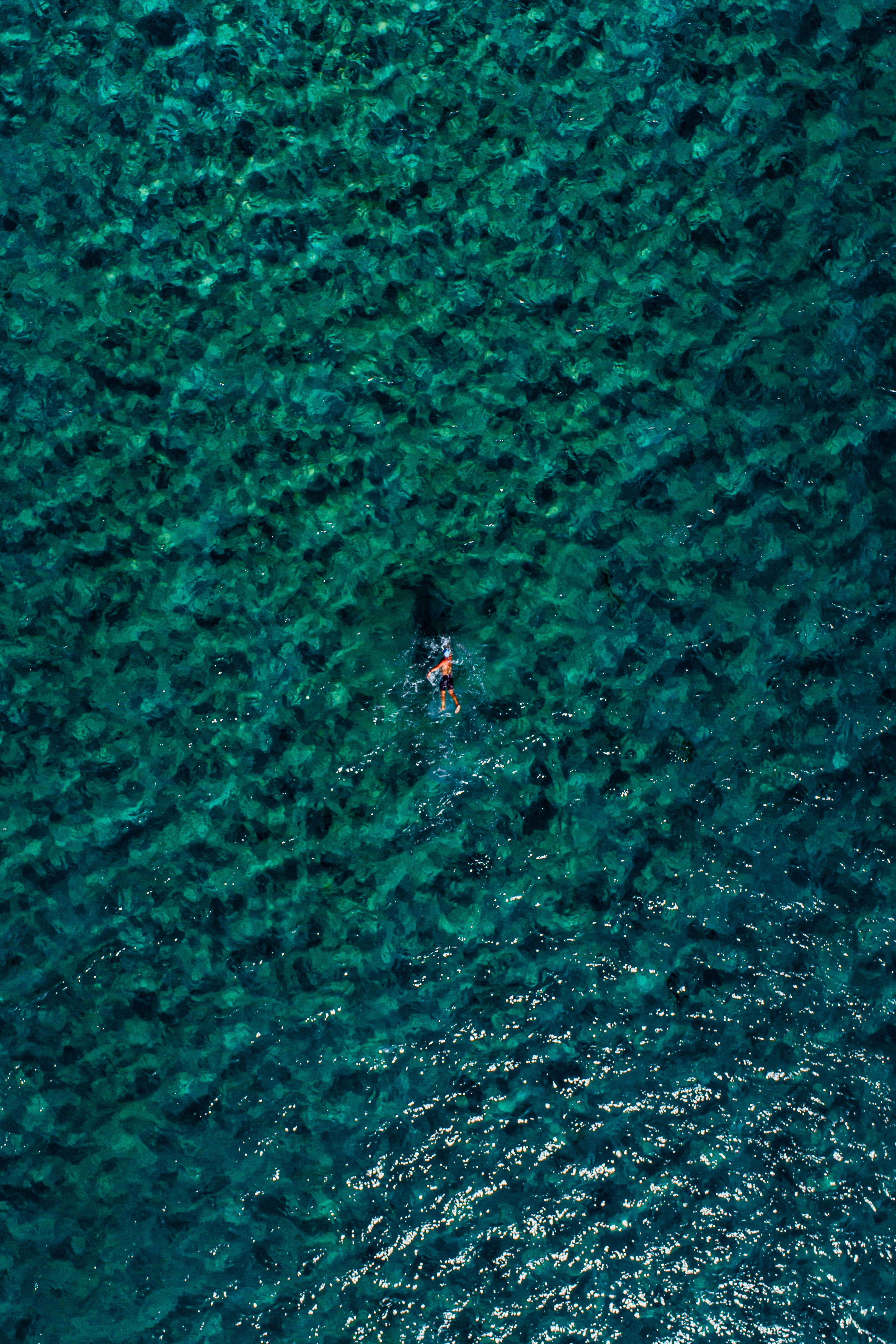 The Swimmer