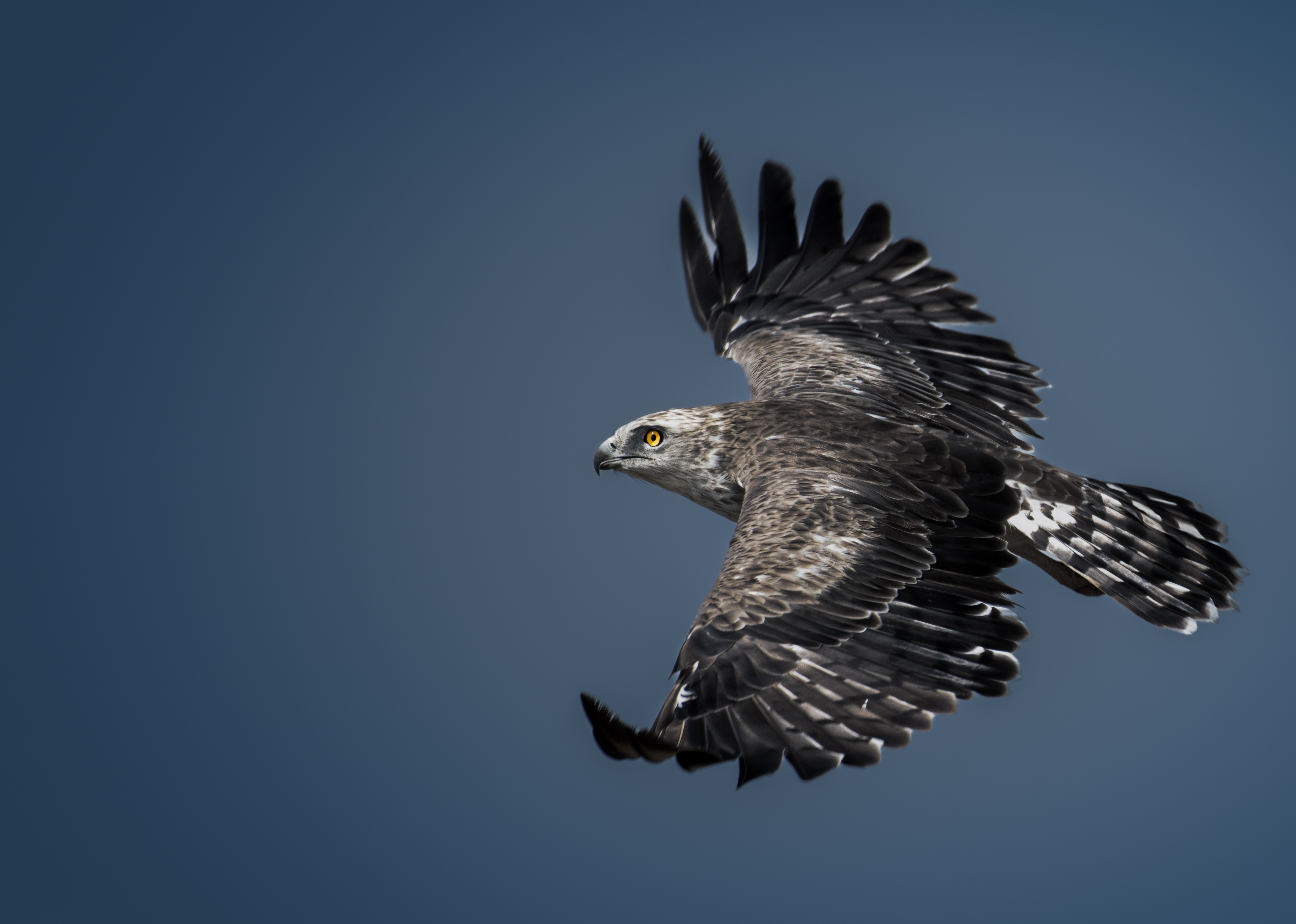 Soaring Freedom