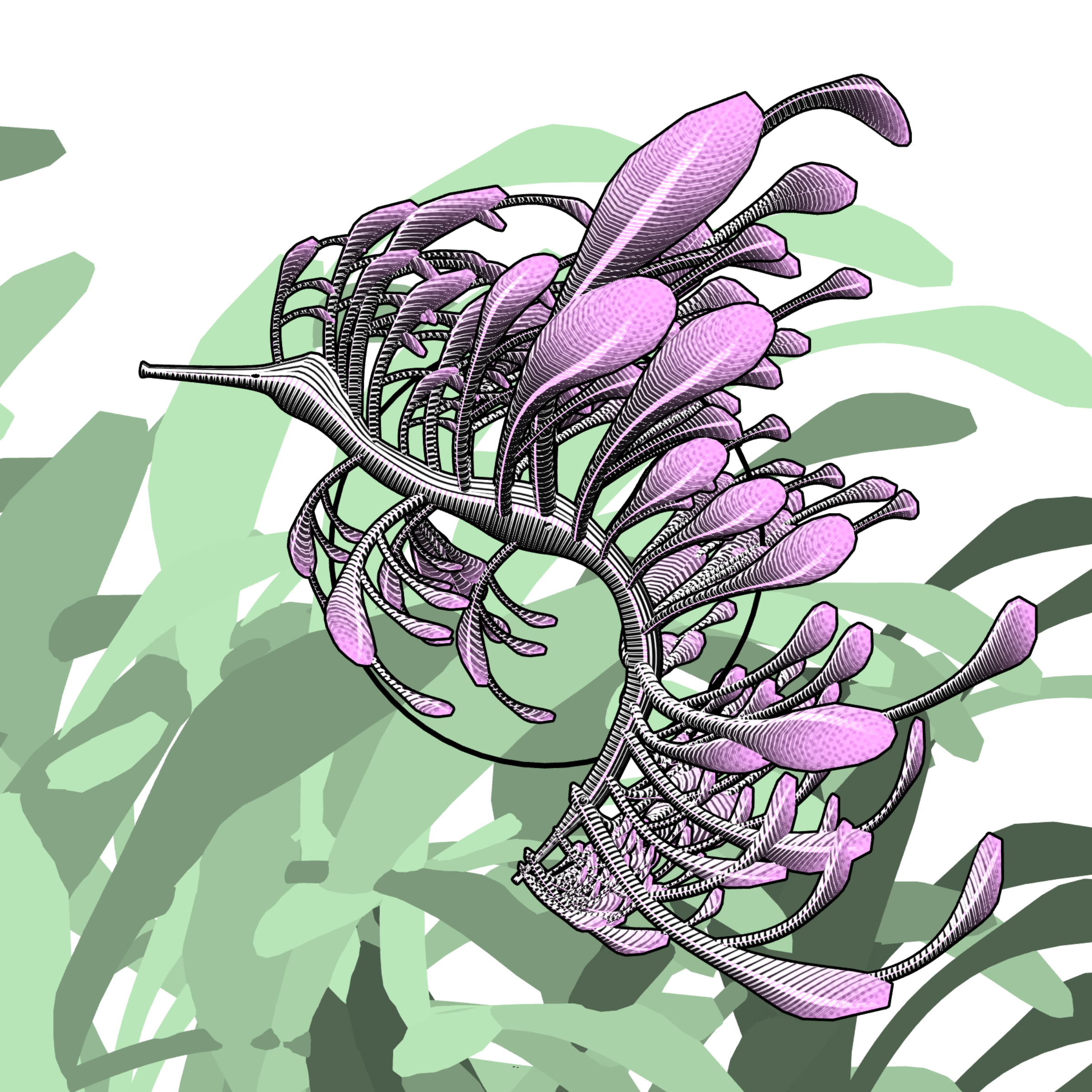 Seadragons #341