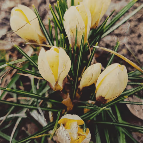 Flower 2
