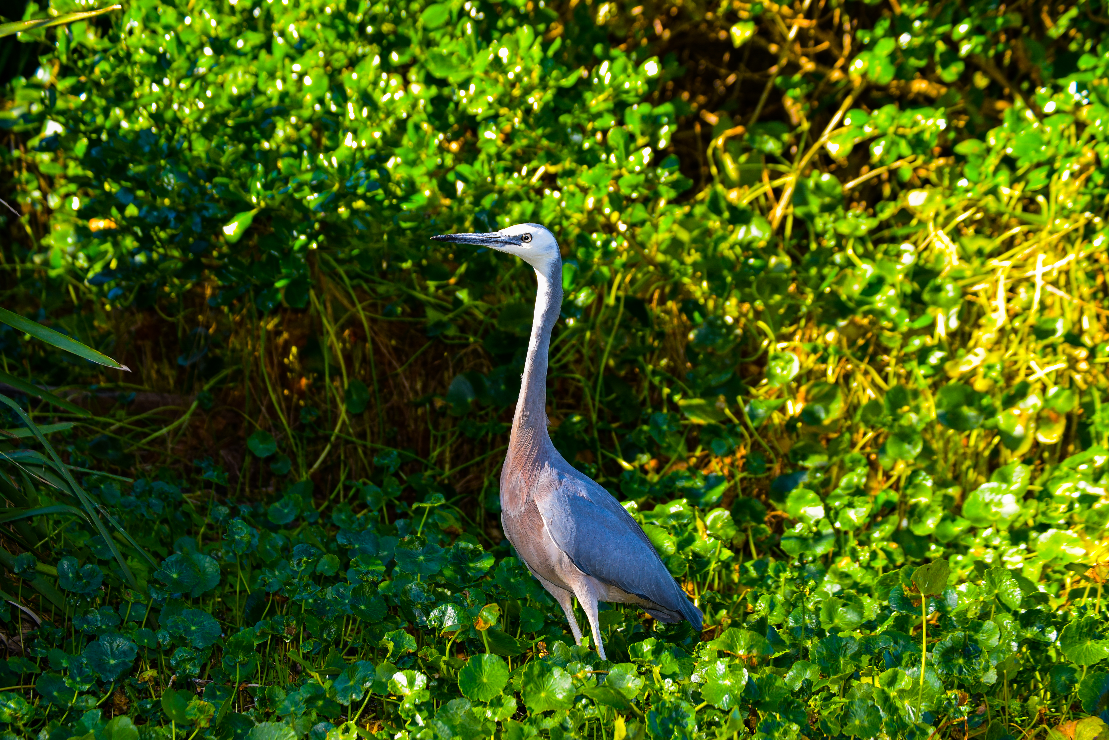 Bird seen on the scene