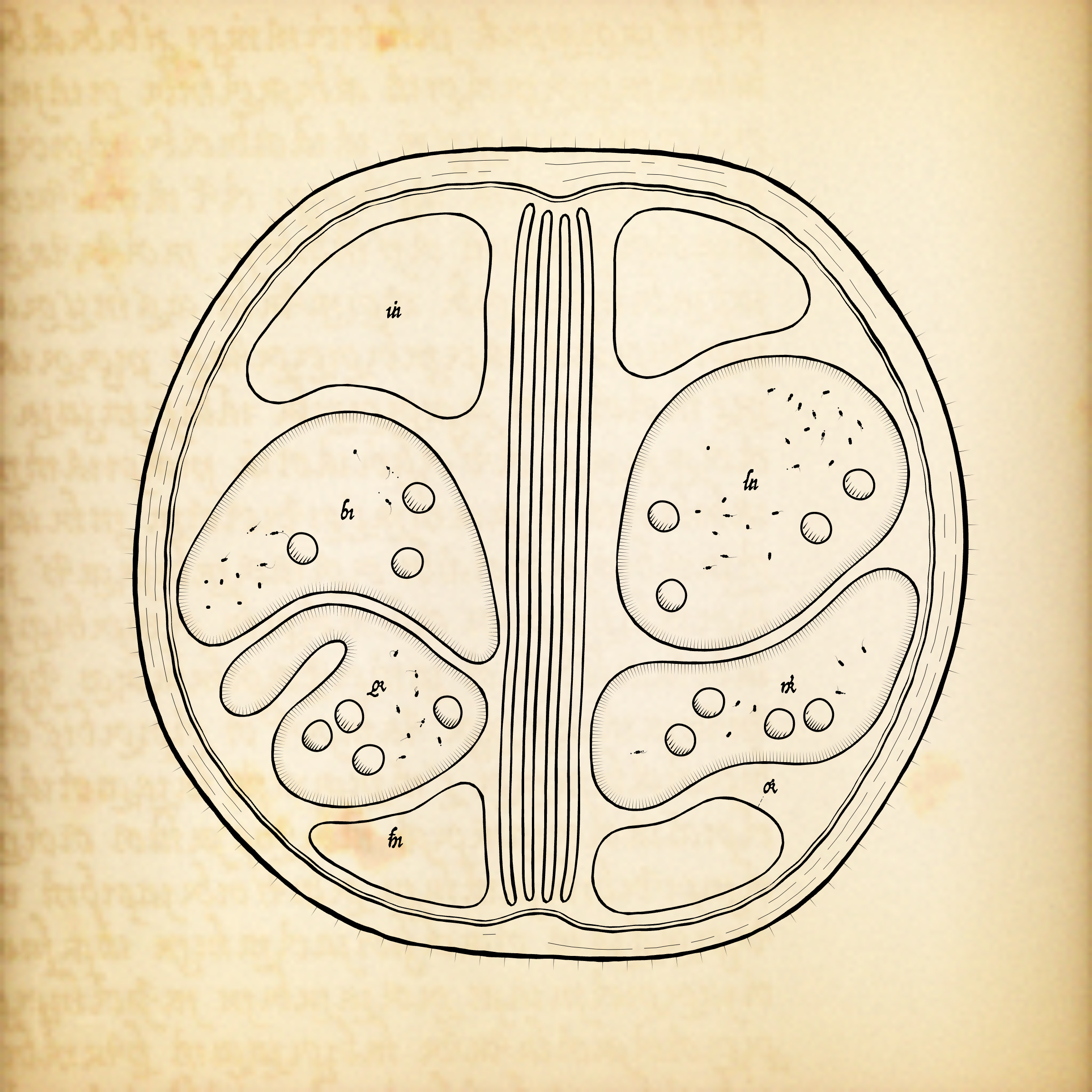 Cytographia #251
