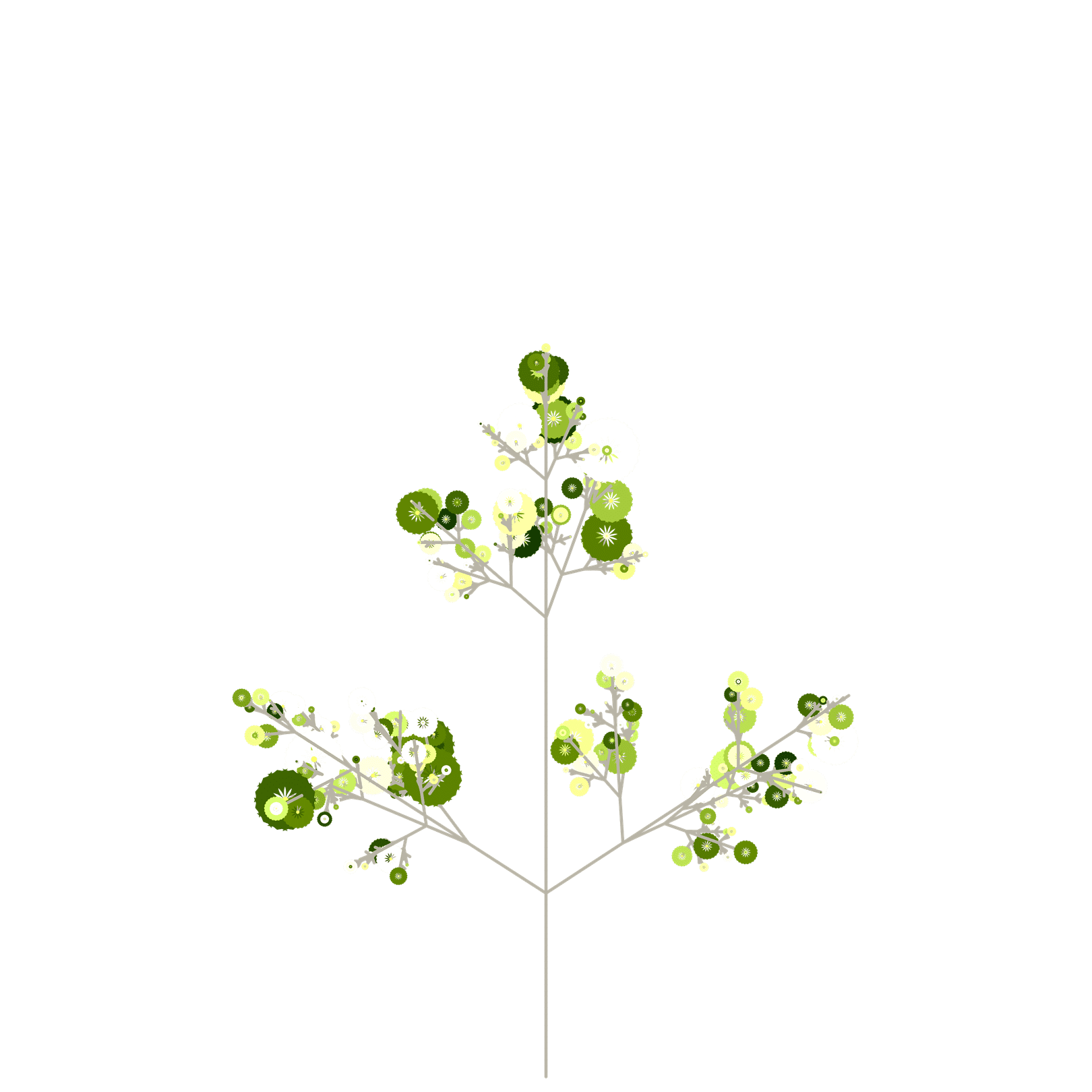Golden Holly