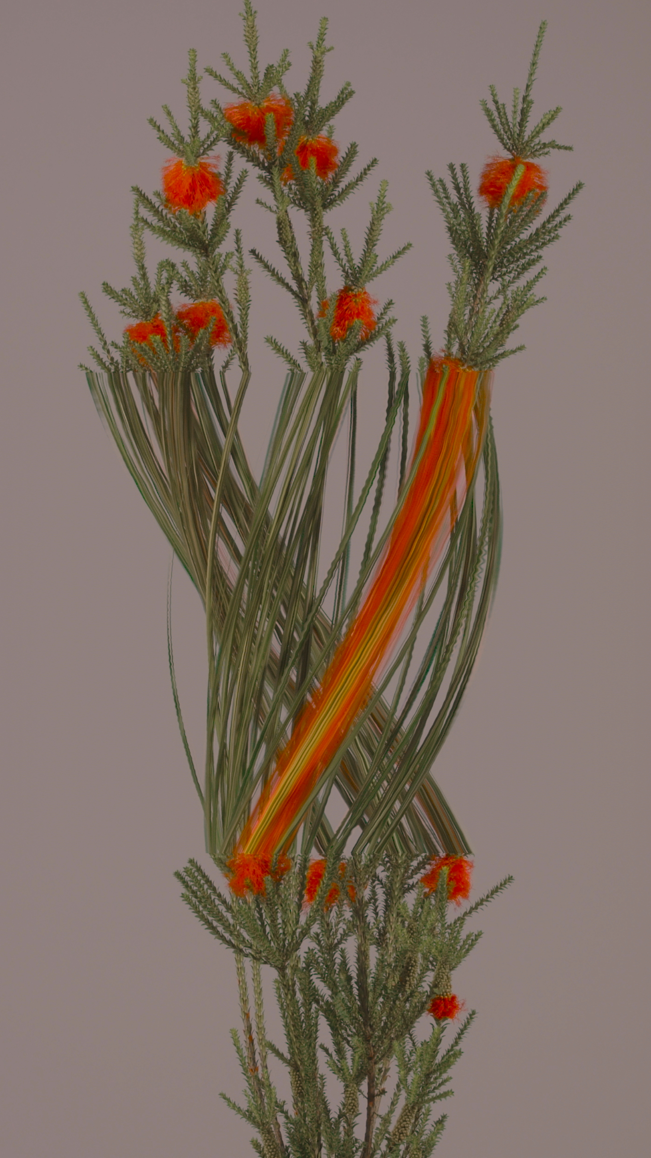 Swamp Flame, still