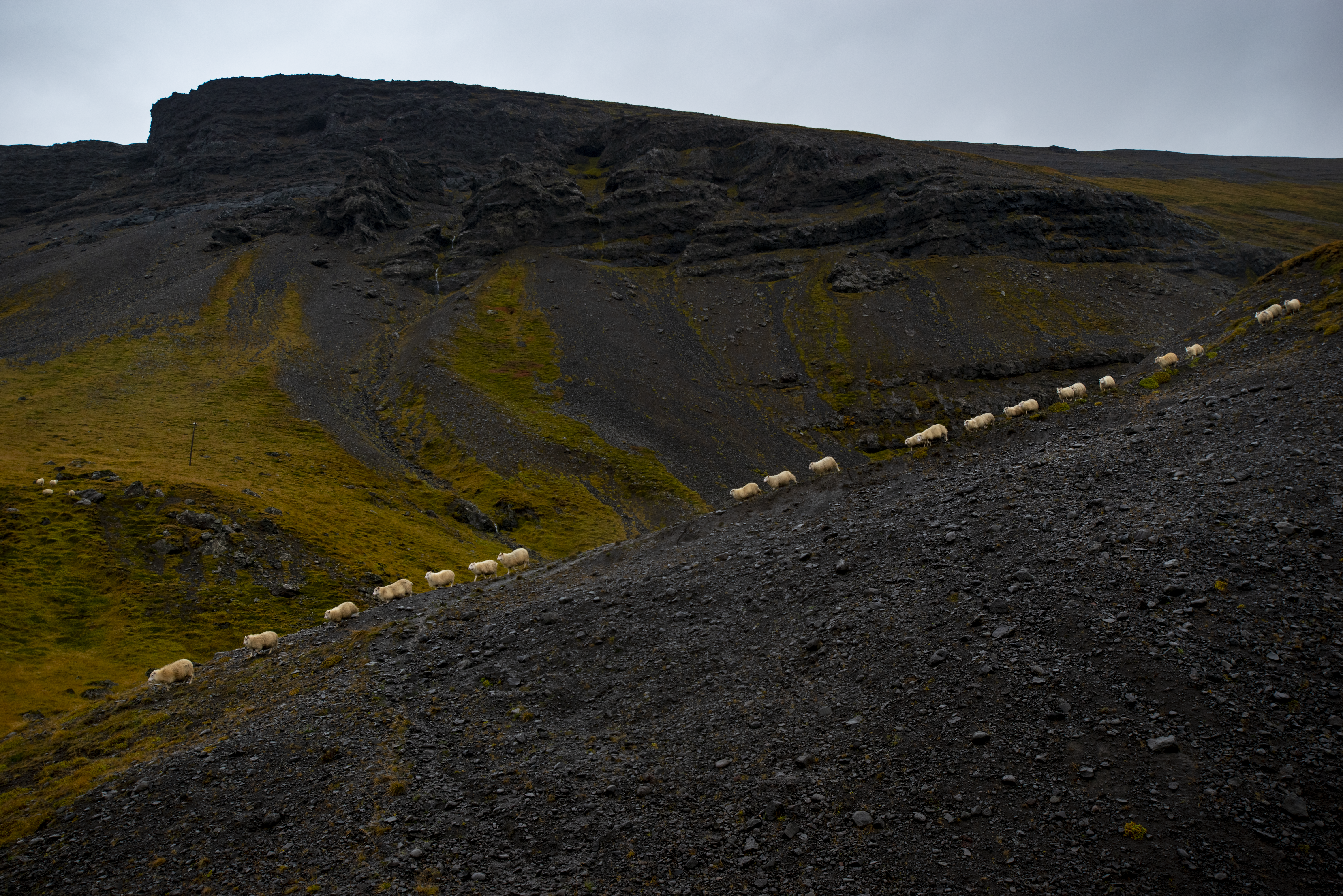 Sheeps Crossing #6/12