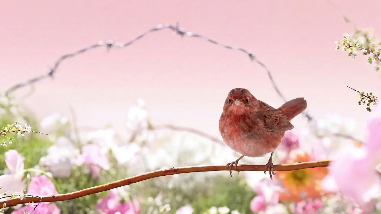 Rose, A Place Between