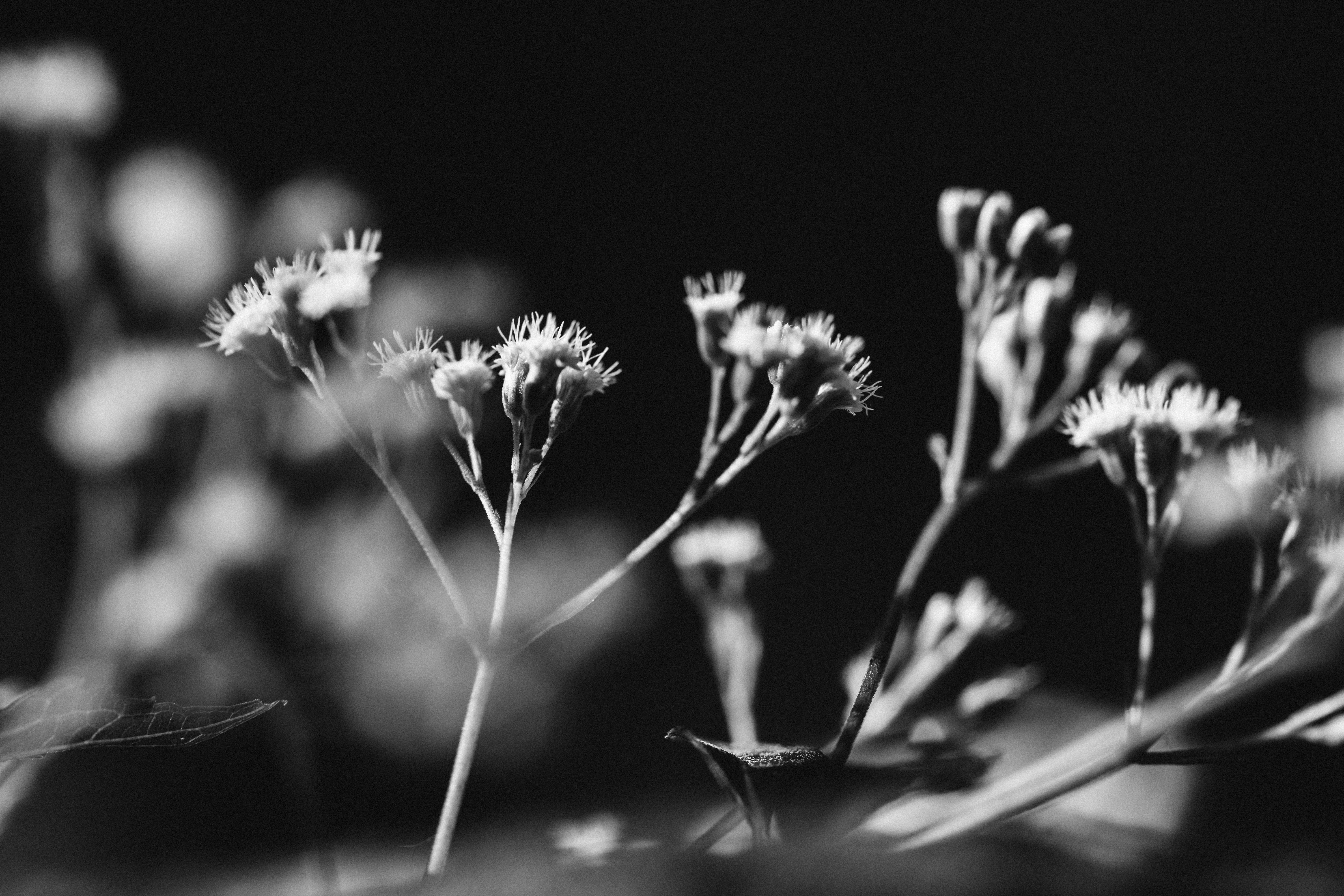 What Grows in the Wreckage