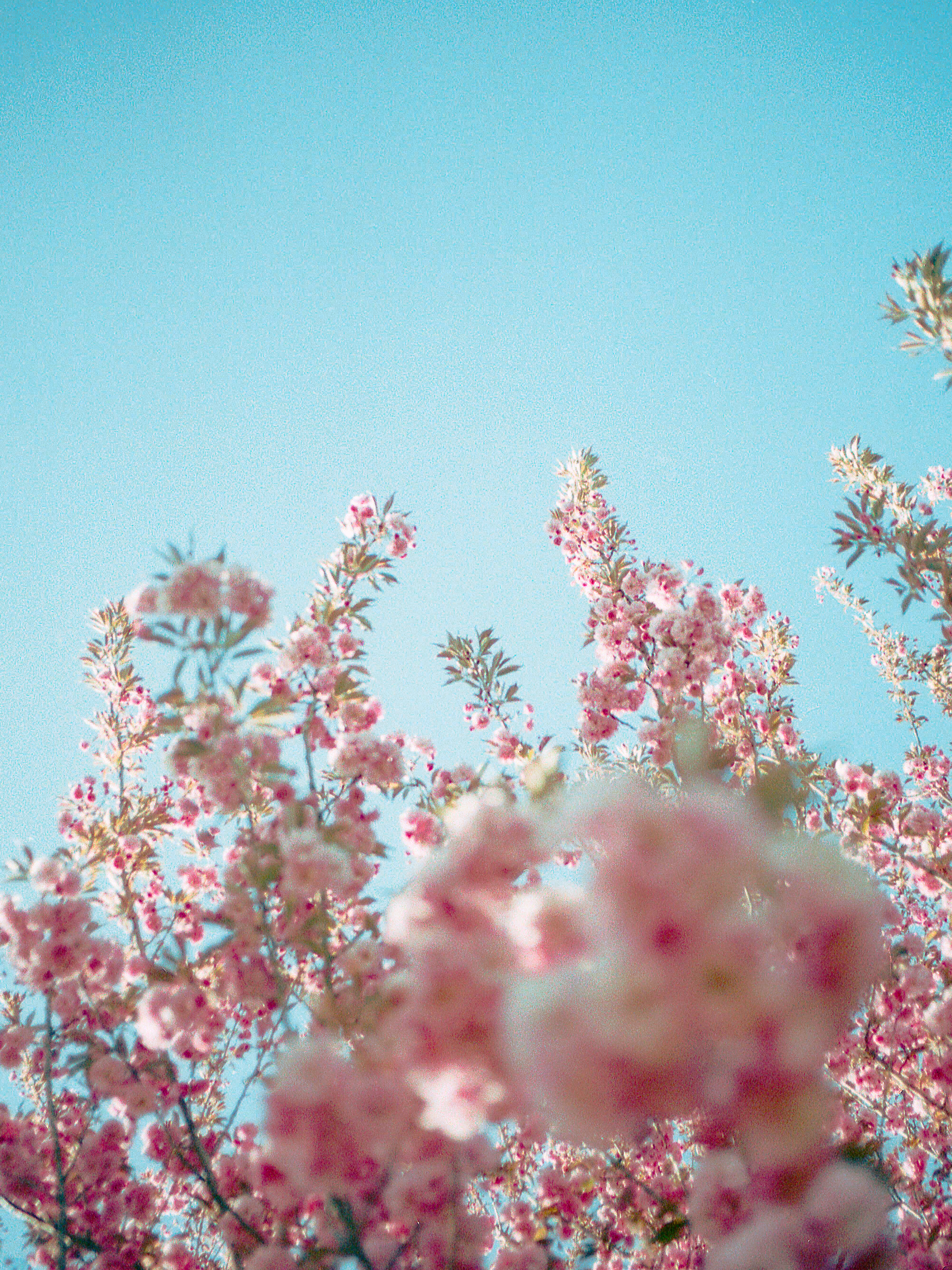 bloom