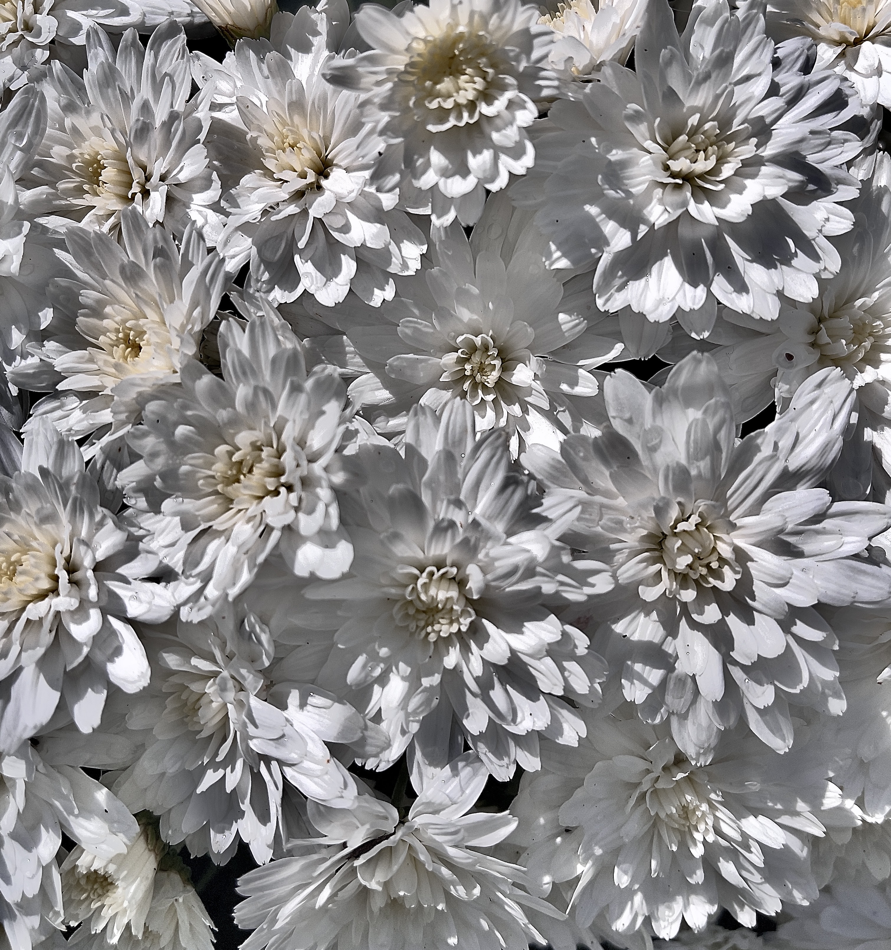 Seed Poem #59: The White Mums