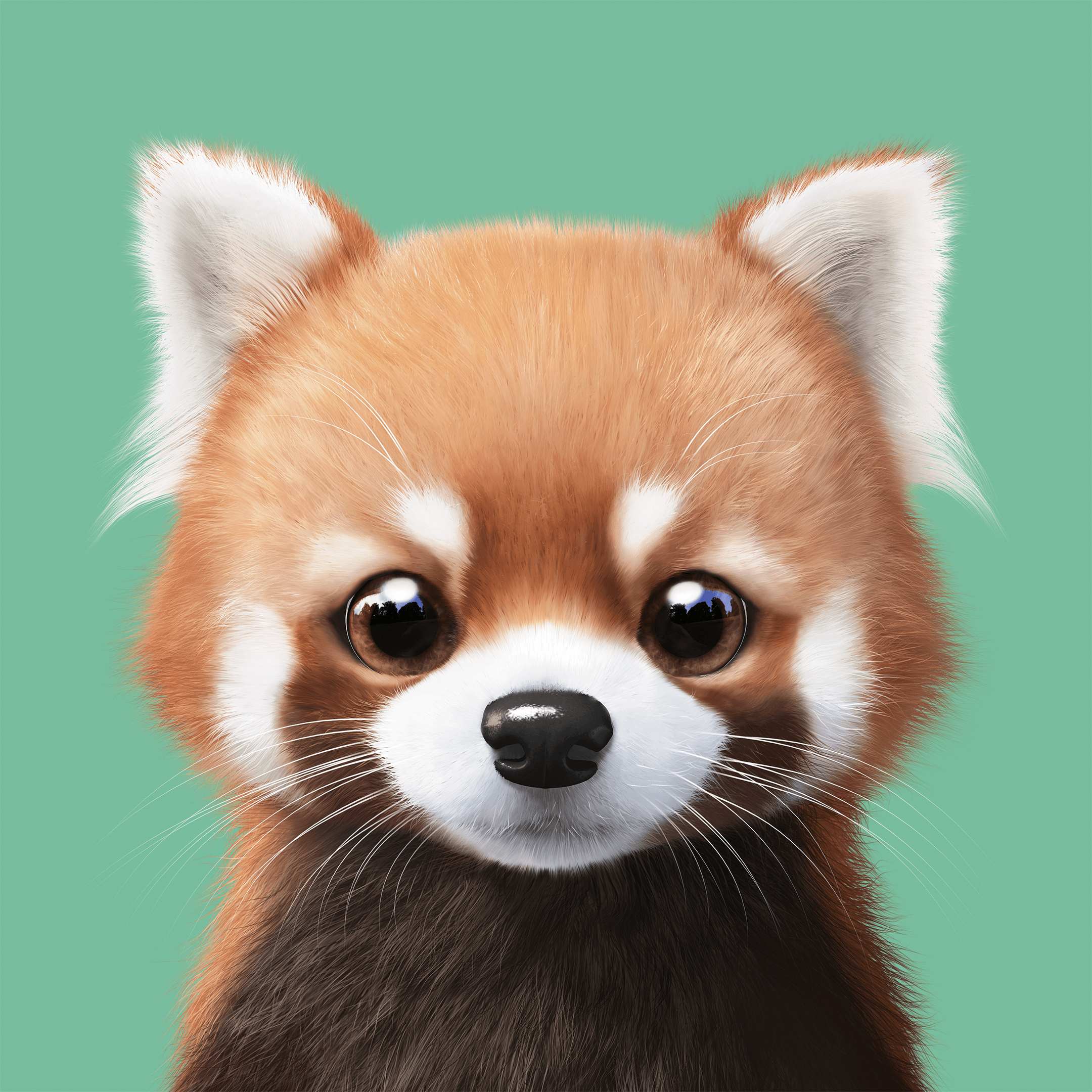 #336 Radi the Lesser Panda
