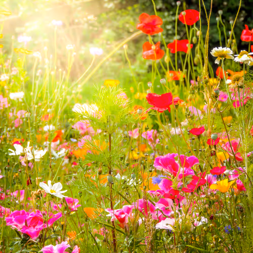 Wildflower Chorus - Happy Holidays!