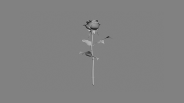 Rose #17