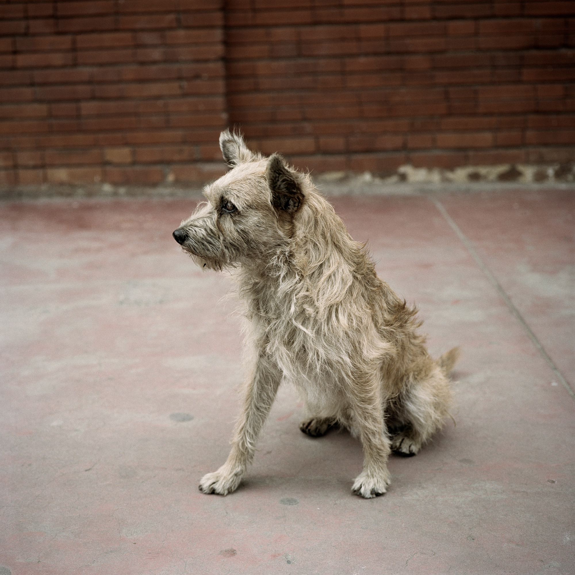Dog Days, Bogotá #21