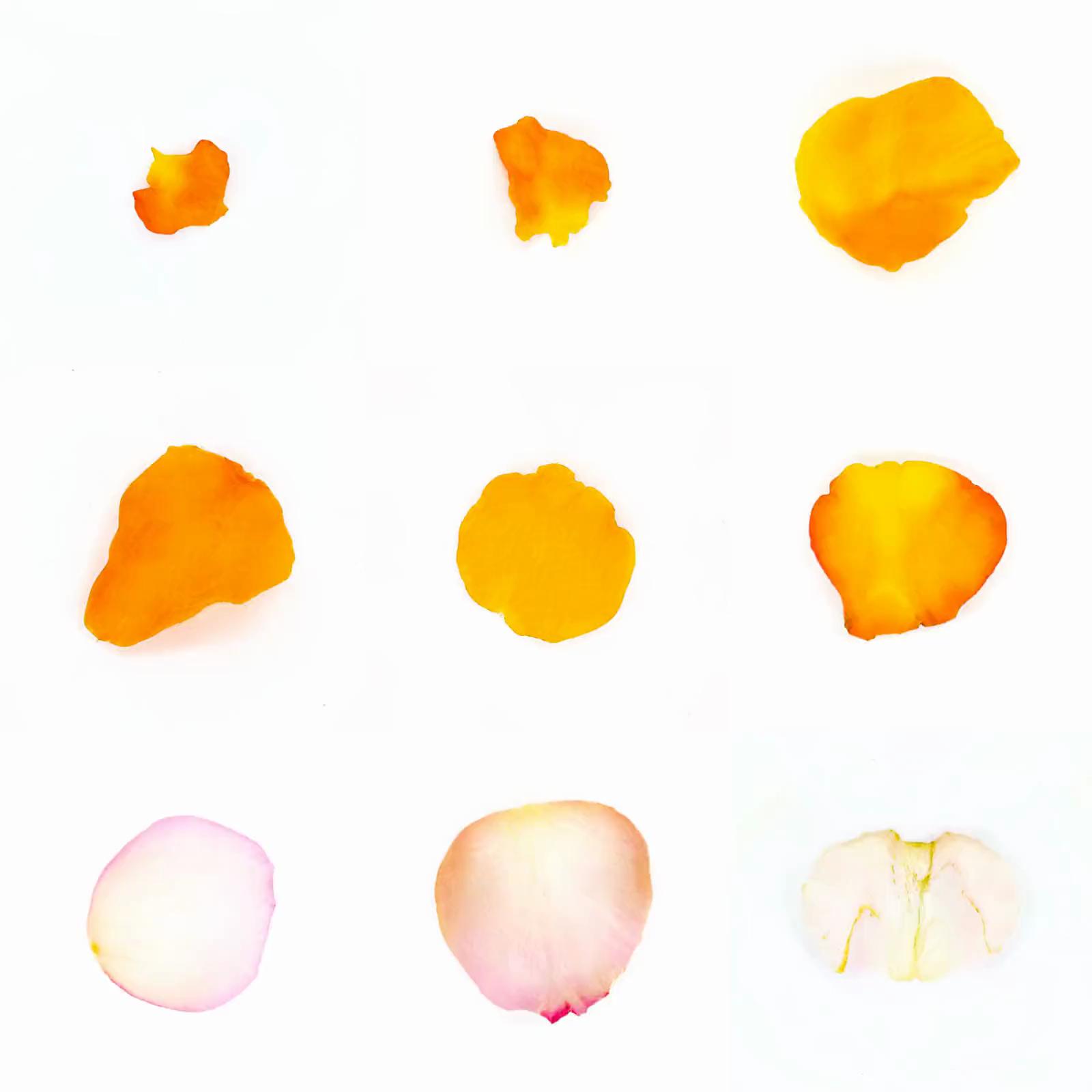 Infinite Petals 3x3#3597