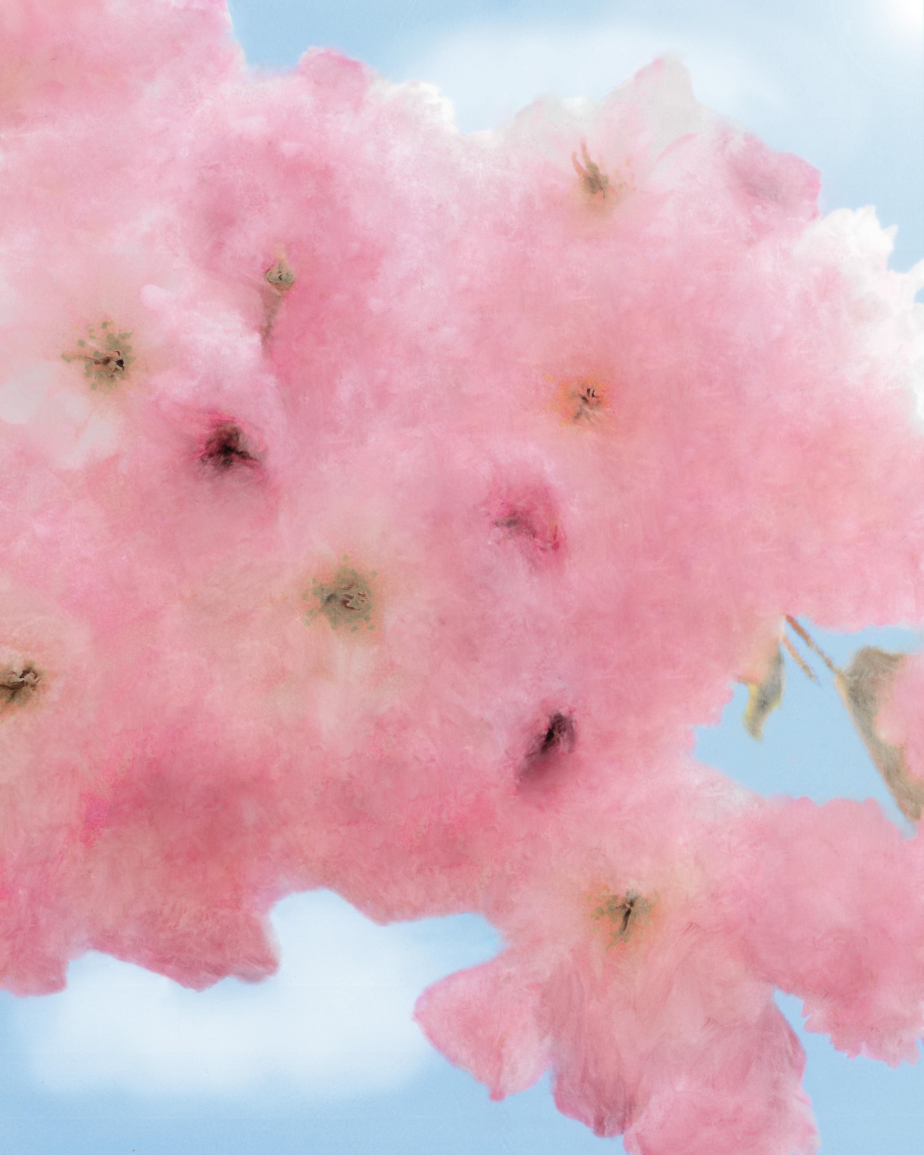 Sakura Study #2