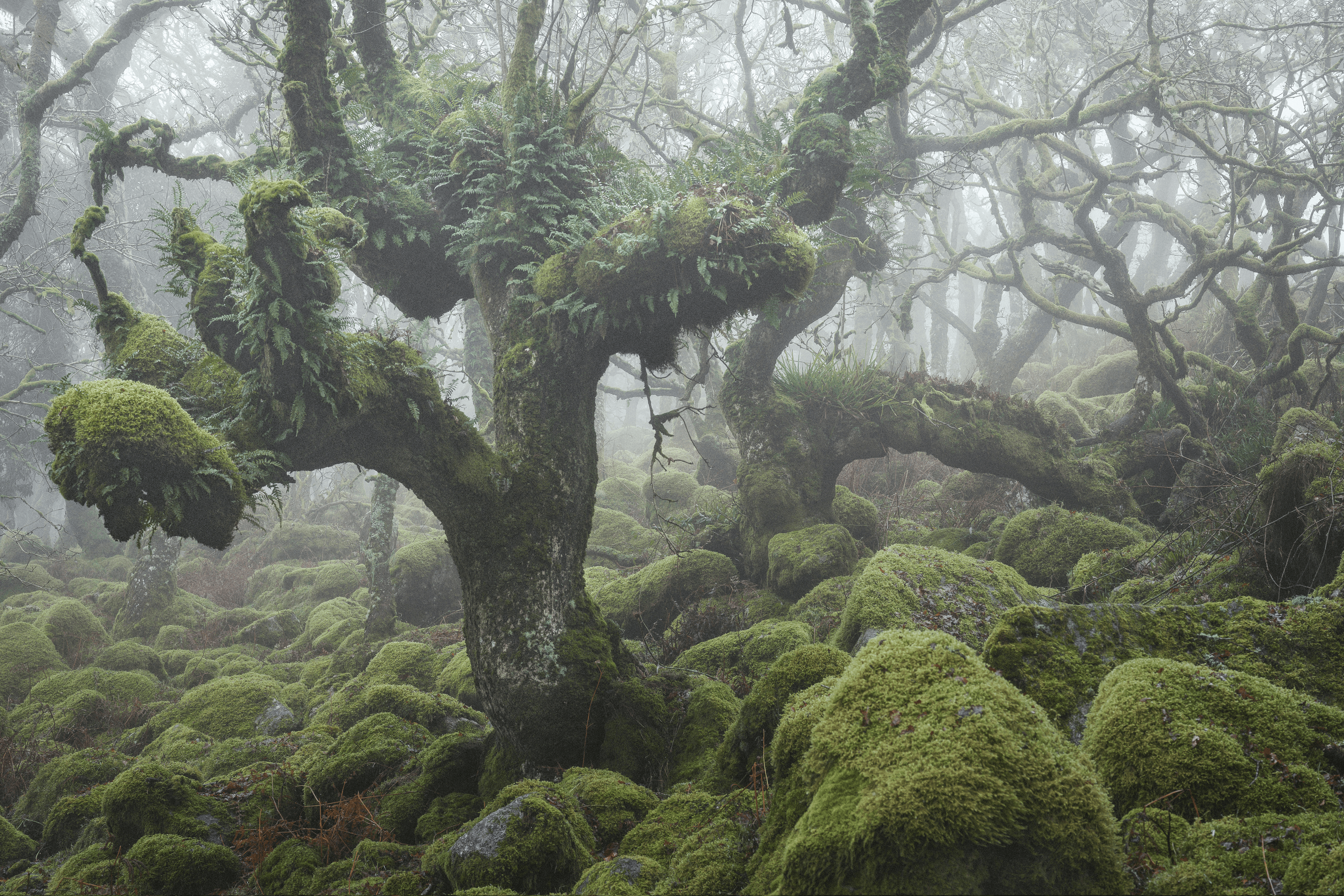MYSTICAL VII (FANTASY WORLD)
