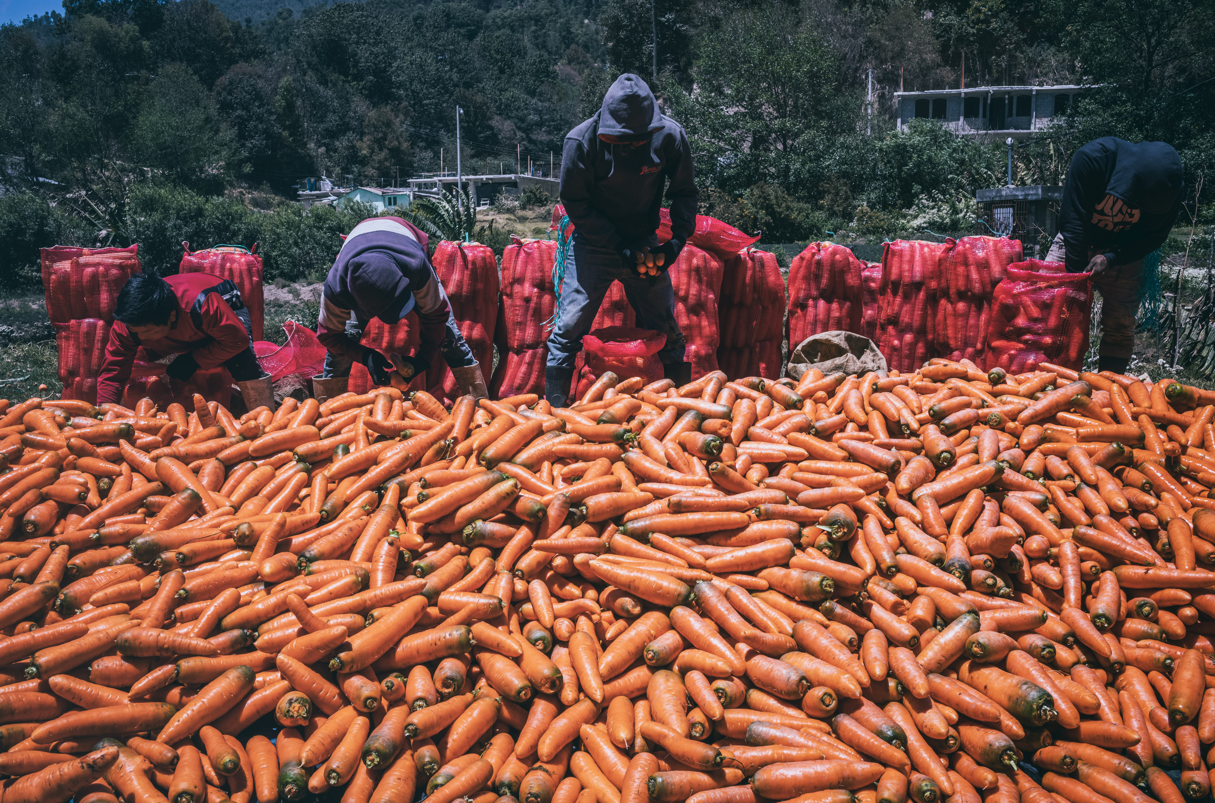 Guatemala - carrots 1