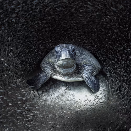 Turtle Dream.