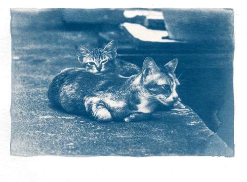 Cat#4