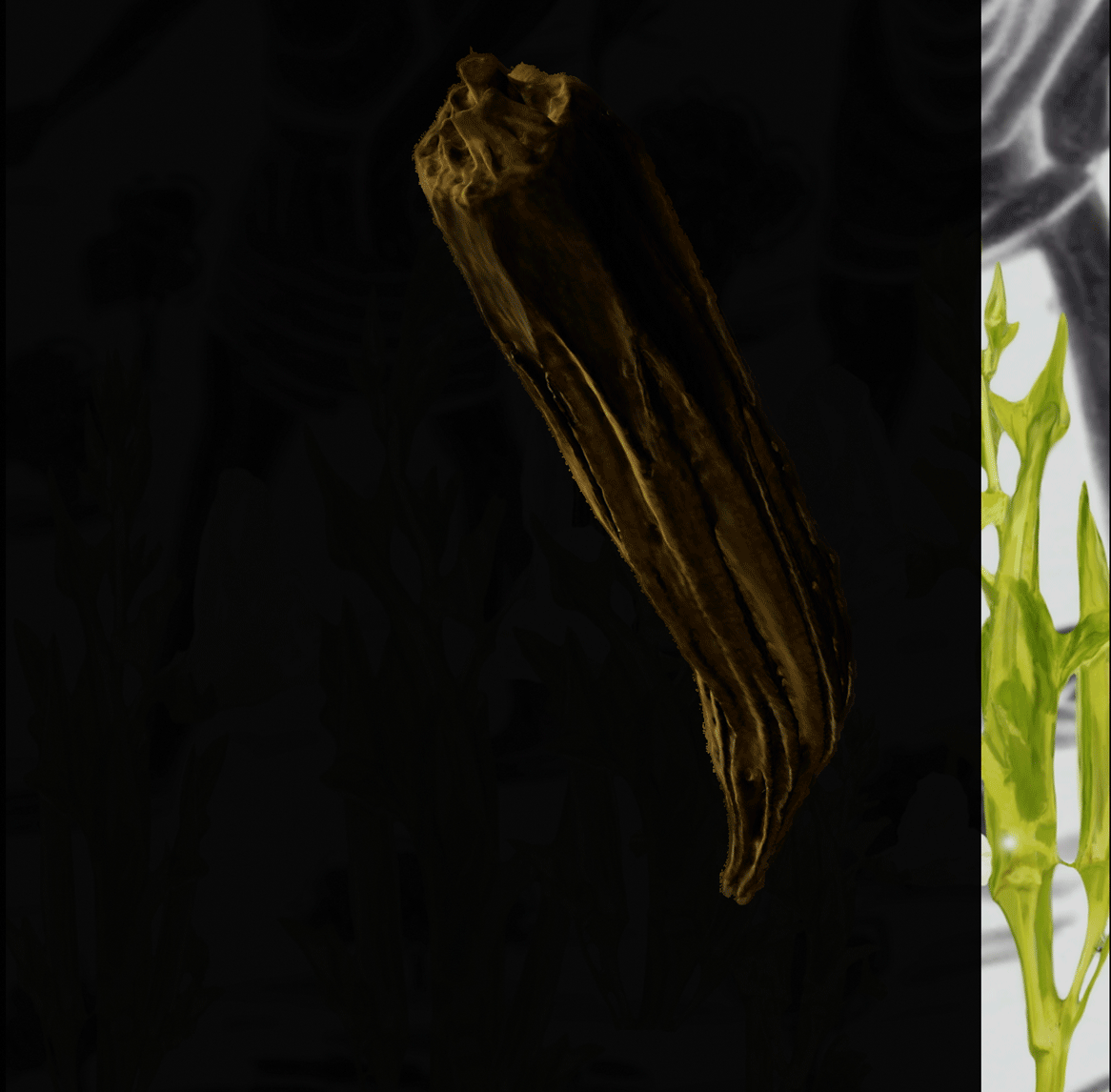 Okra Continuum #90