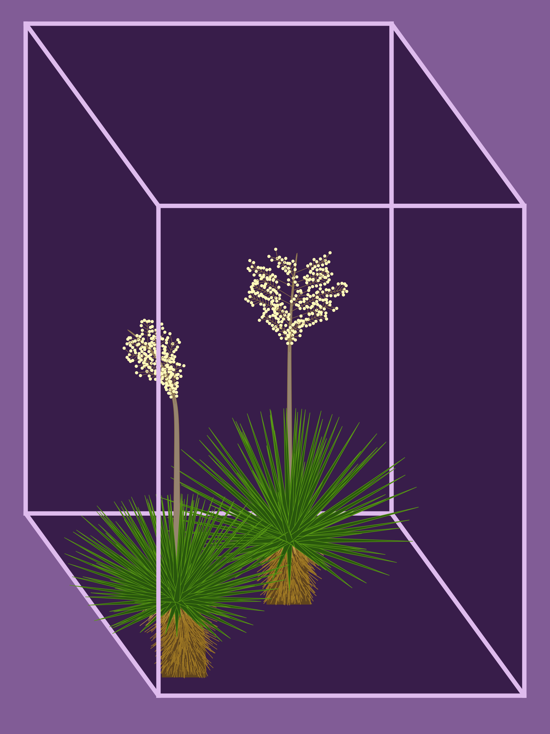 Marfa Yucca #117