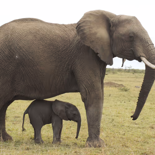 Mama Tembo