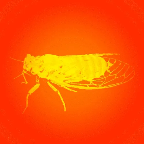 Cicadada
