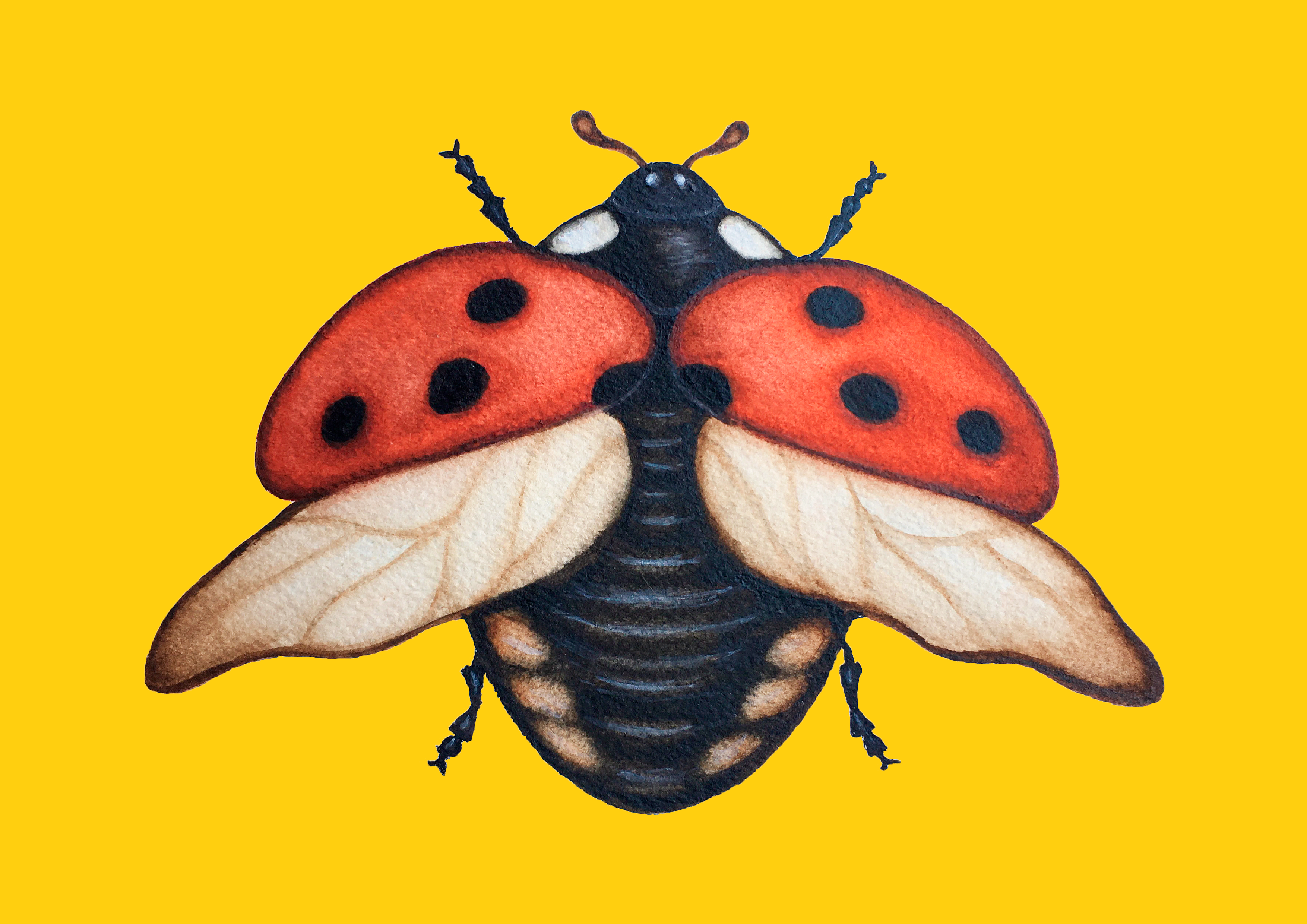 Ladybug Coccinela - Yellow