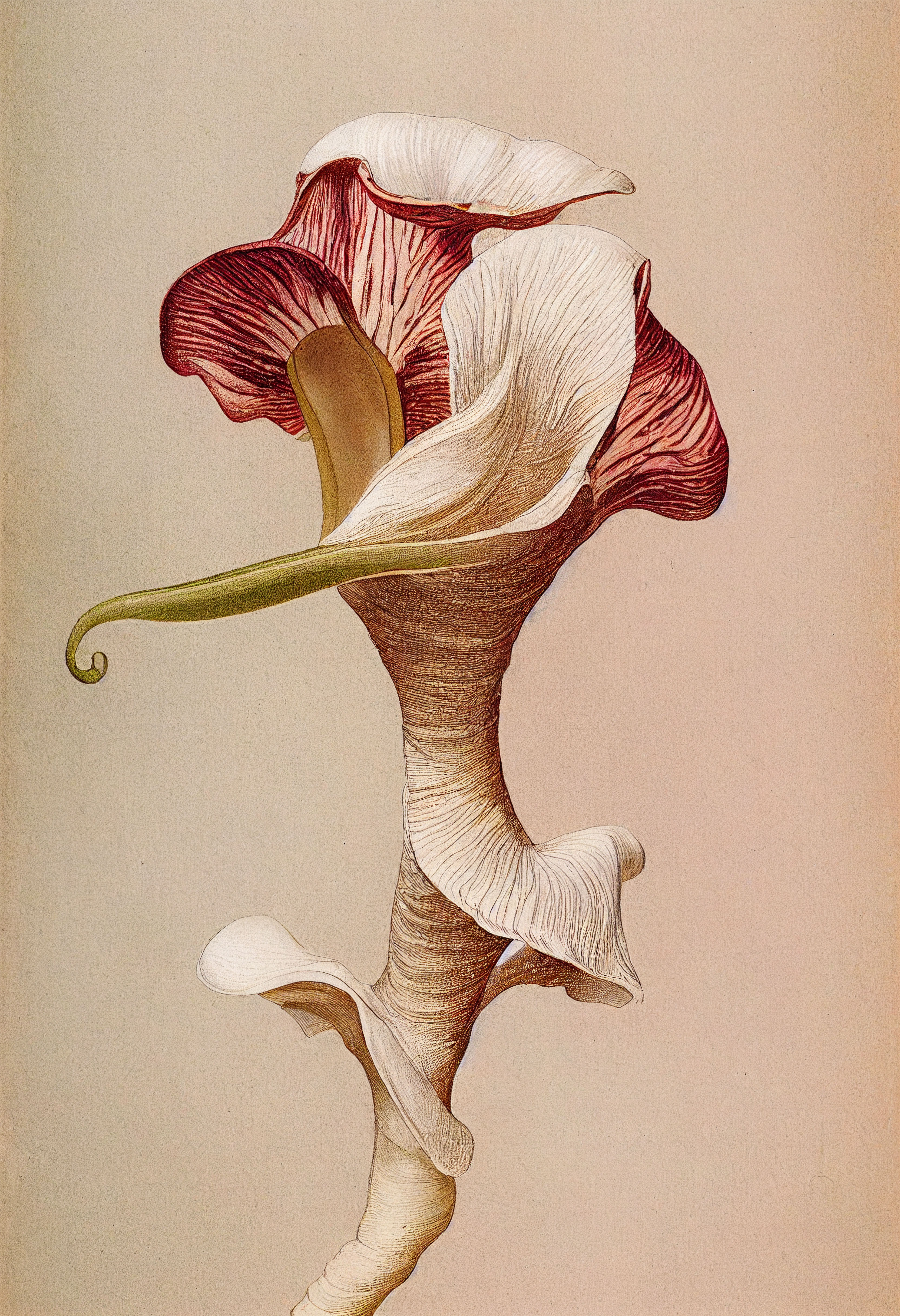 Fungi Rose