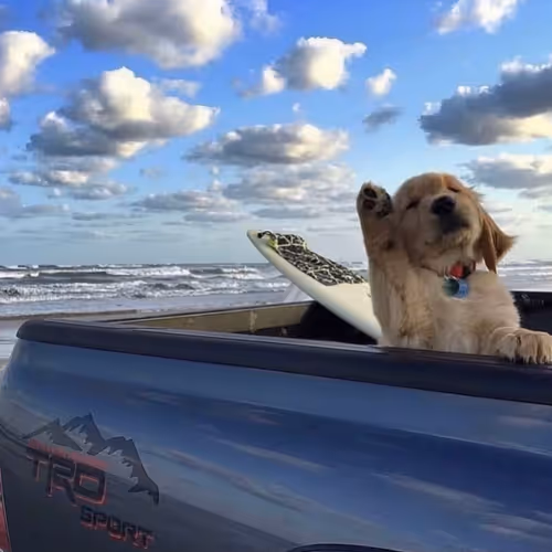 dog