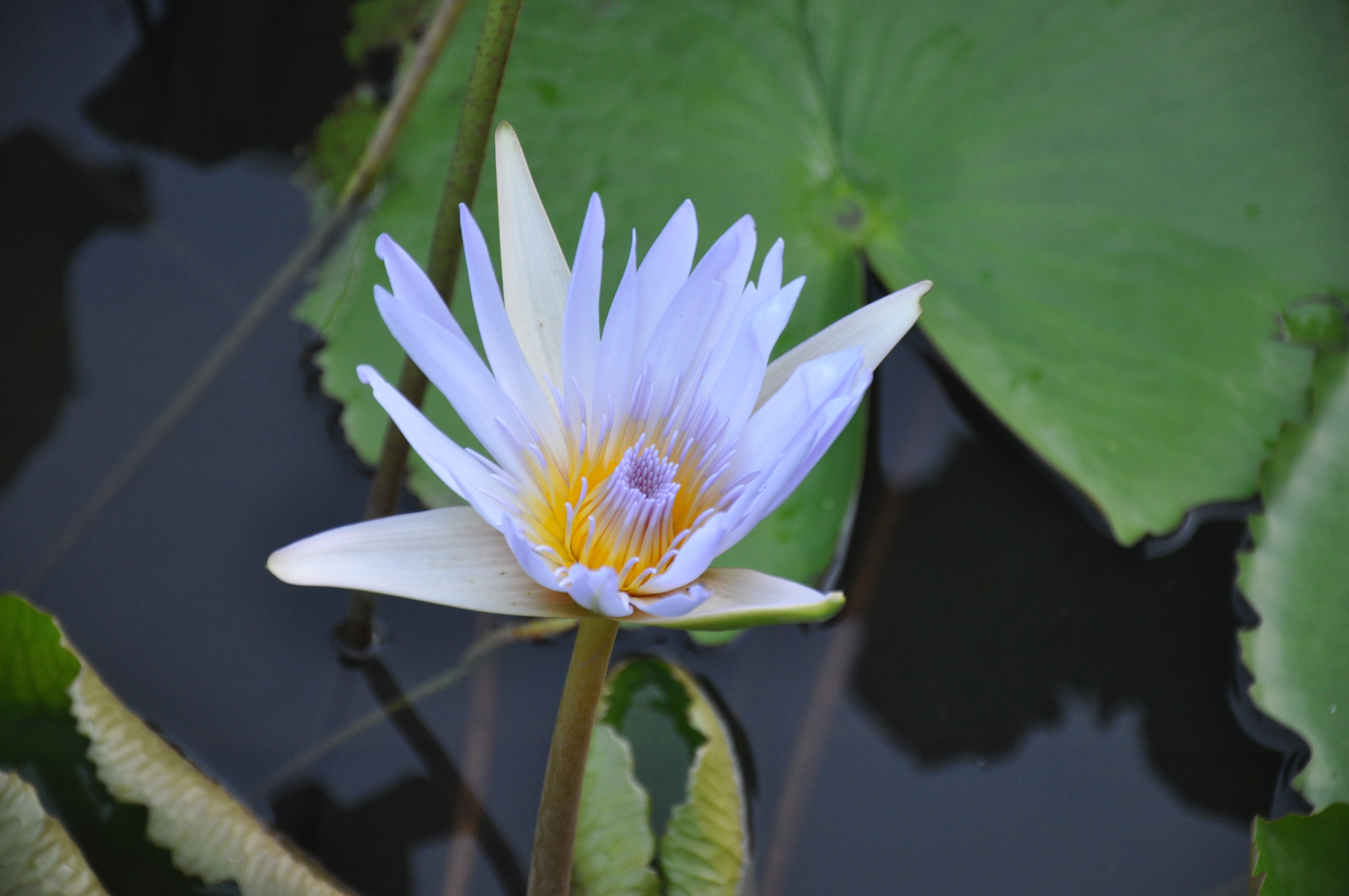 Lotus Flower