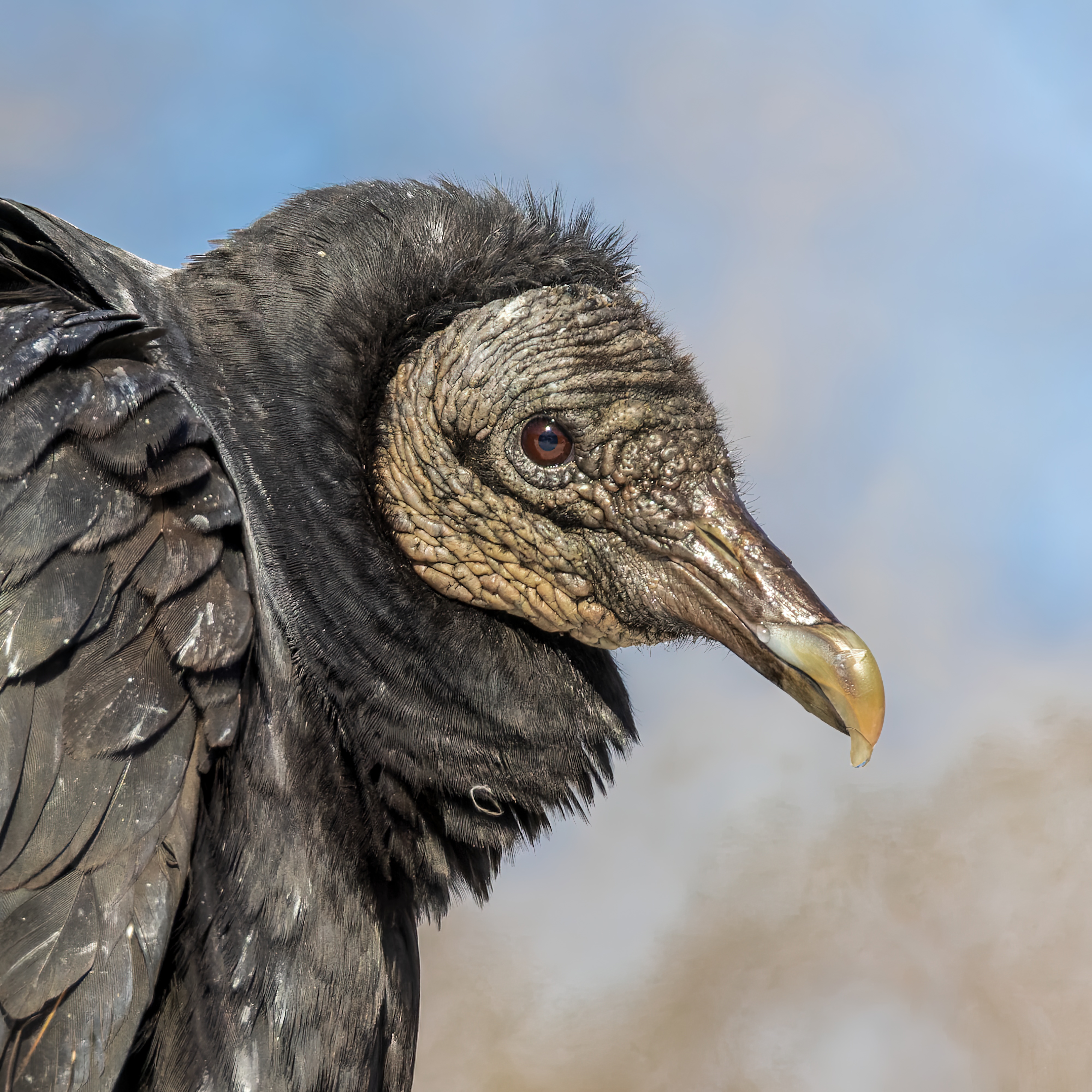 Coragyps atratus #15