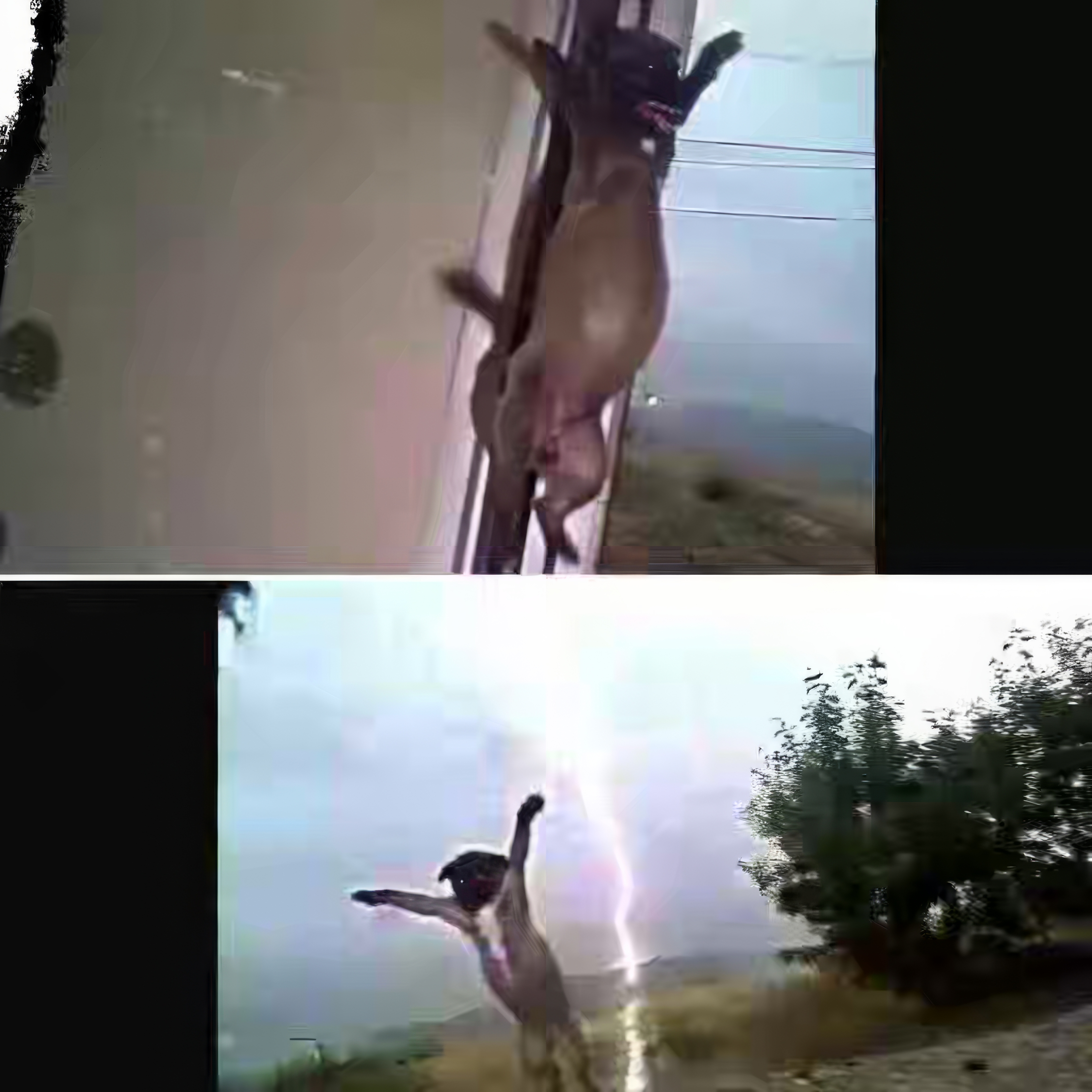Voltage-Dog