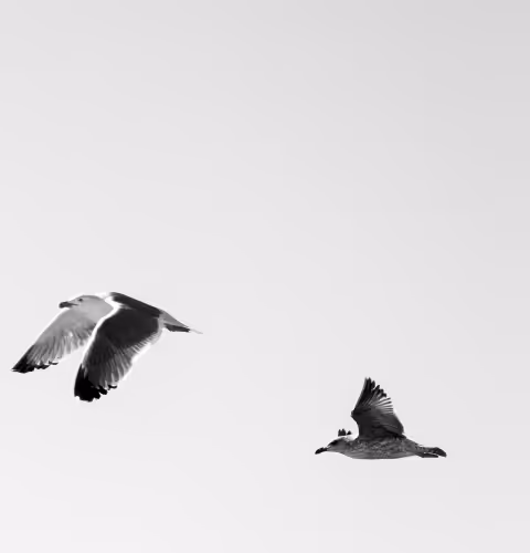birds