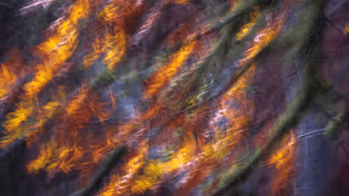 Ethereal Forests #4 - Fenix 