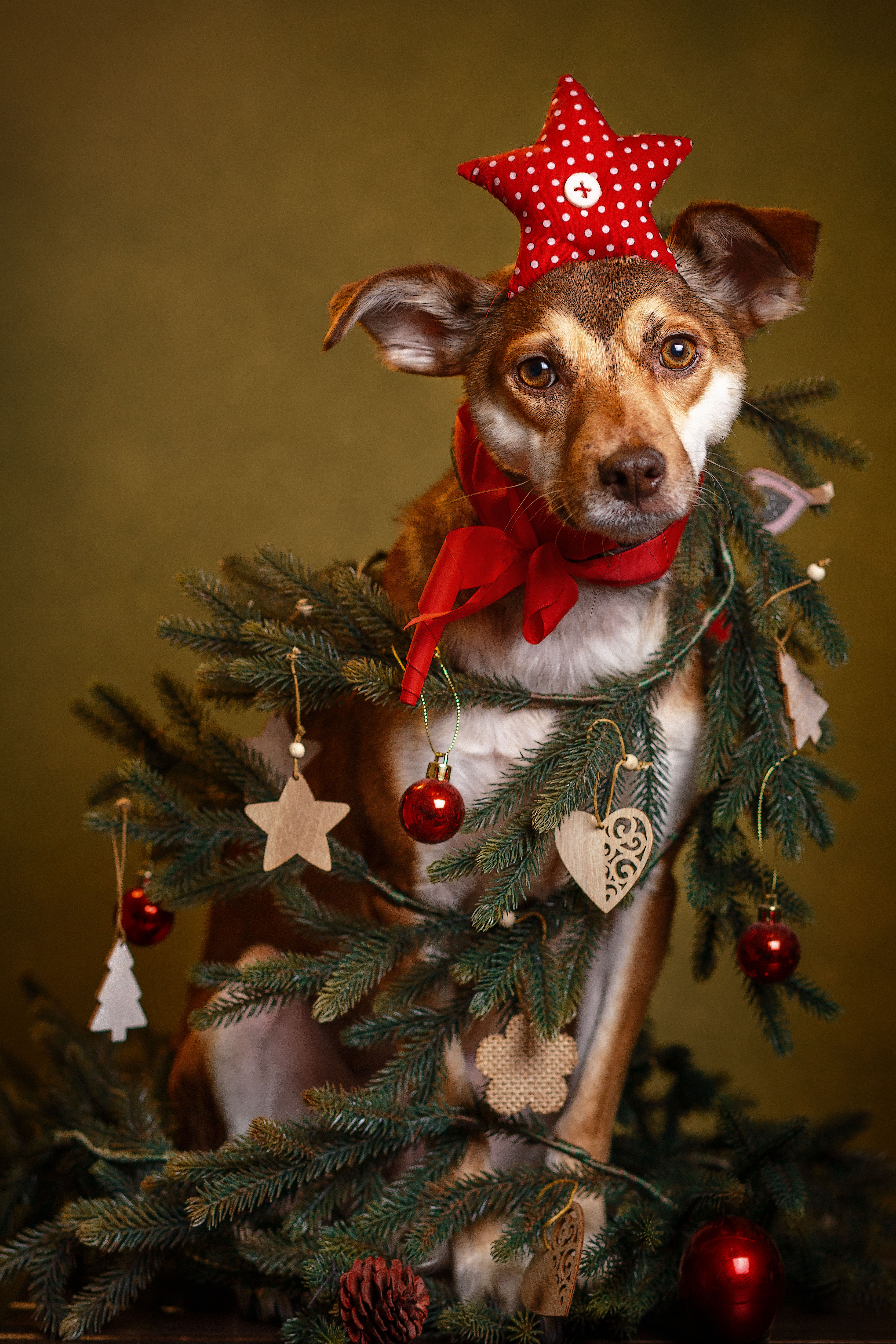 Сute сhristmas tree