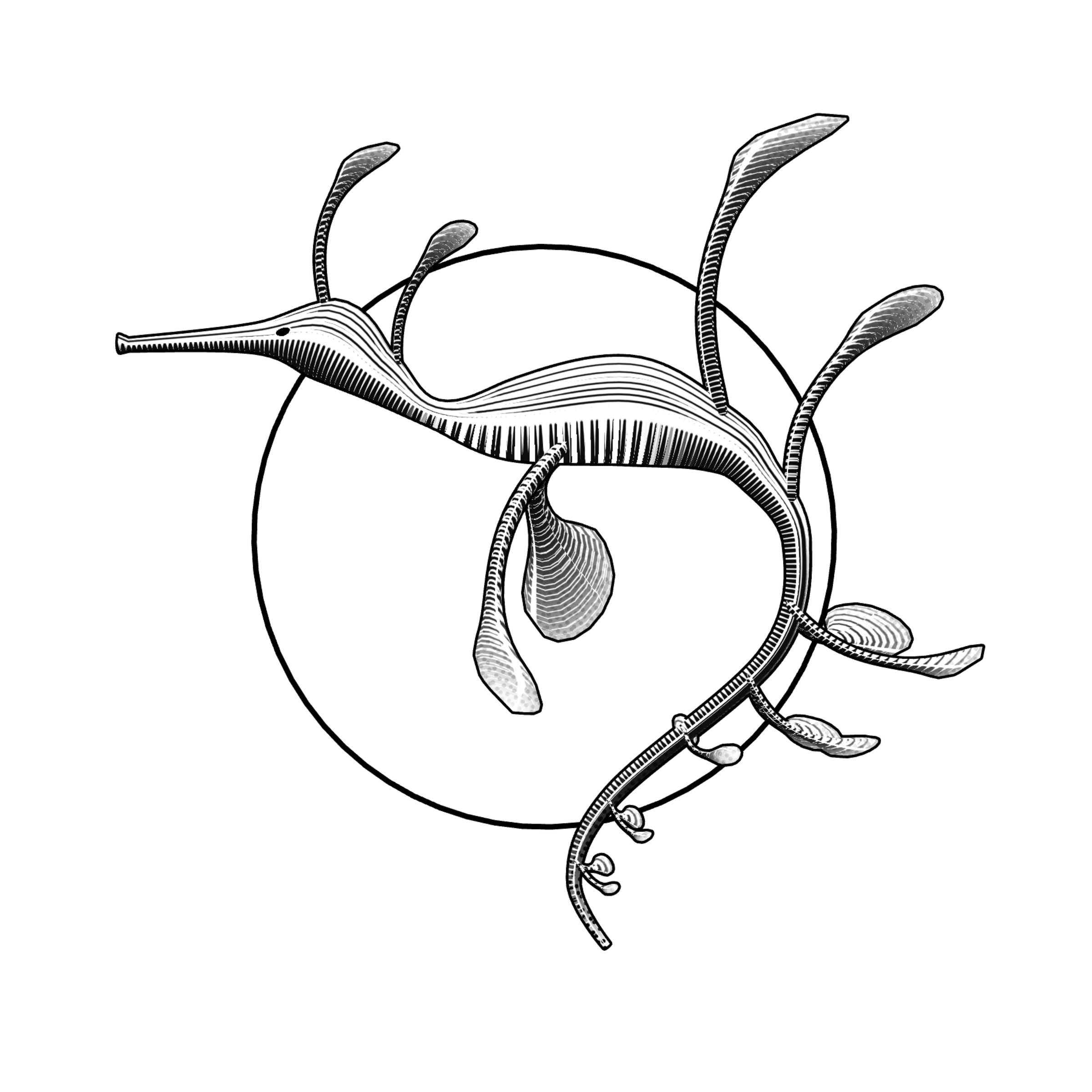Seadragons #235