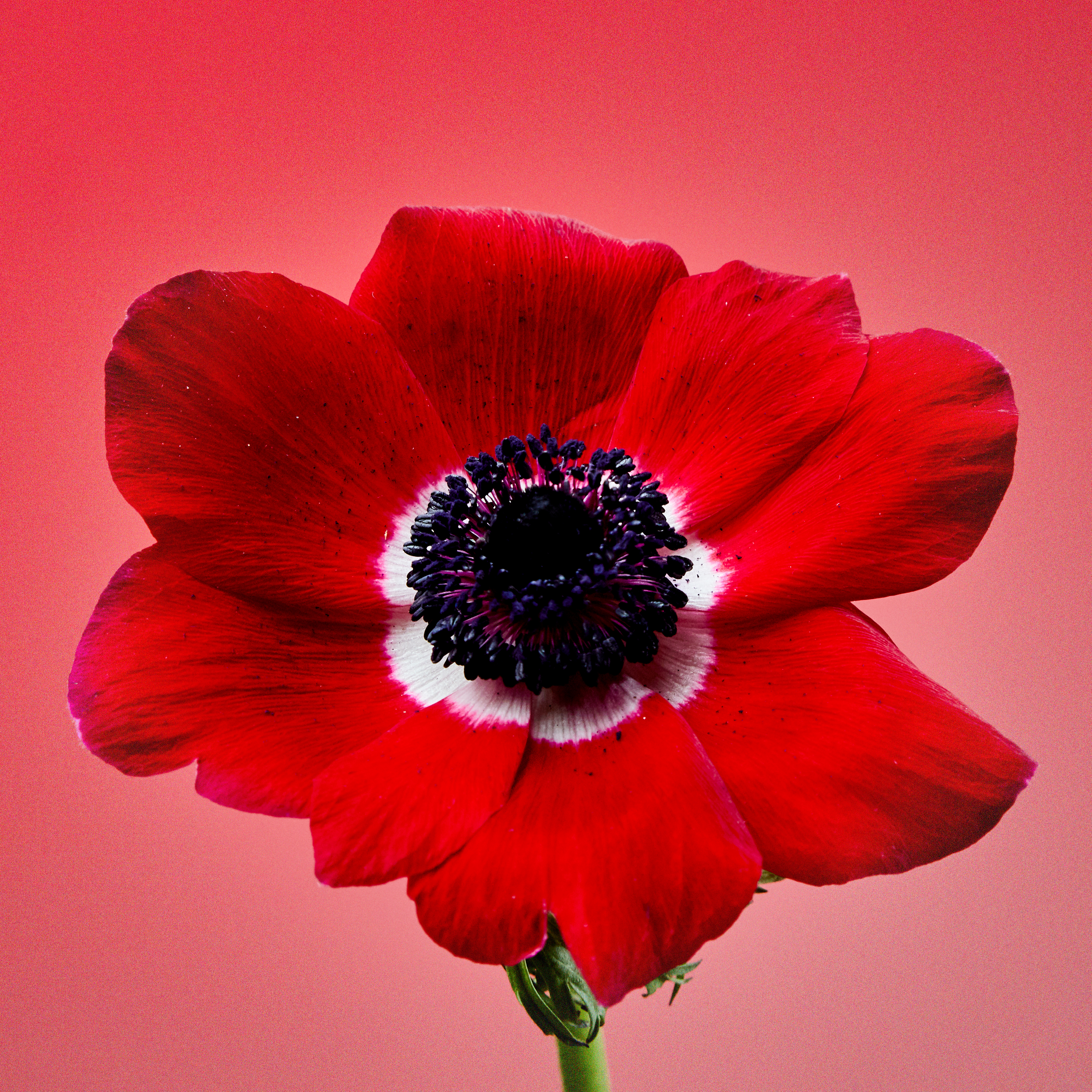Flower #01