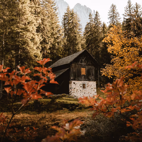 Shelter #15 - My Friend The Forest