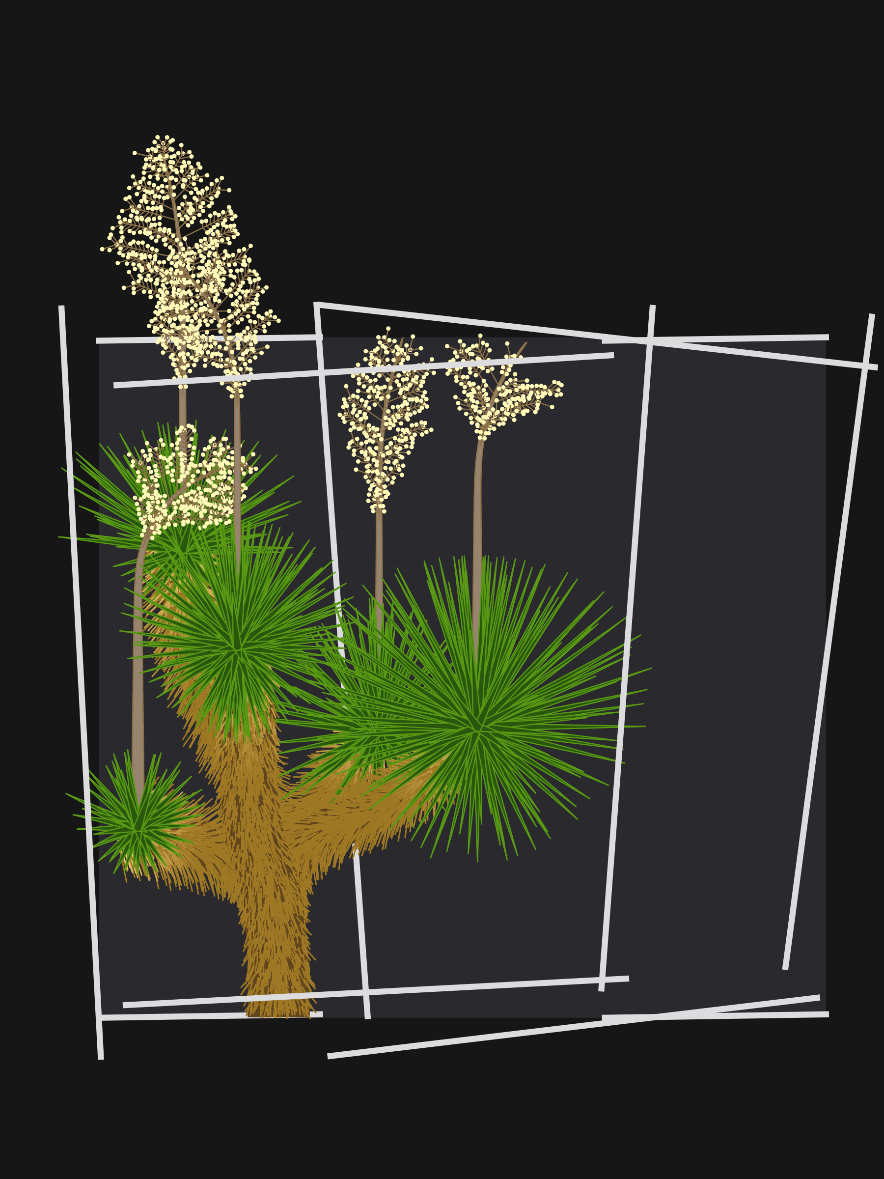 Marfa Yucca #171