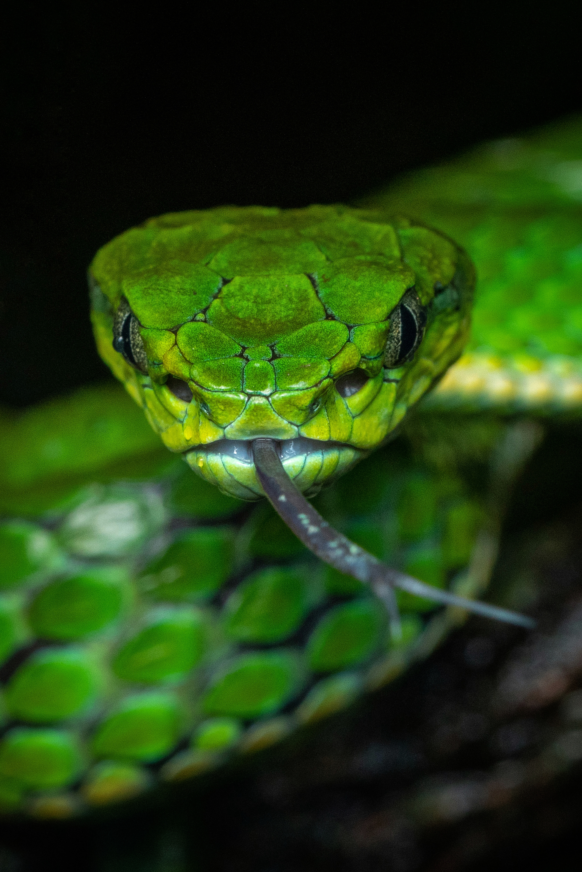 Hisss - The Large Scaled Pitviper