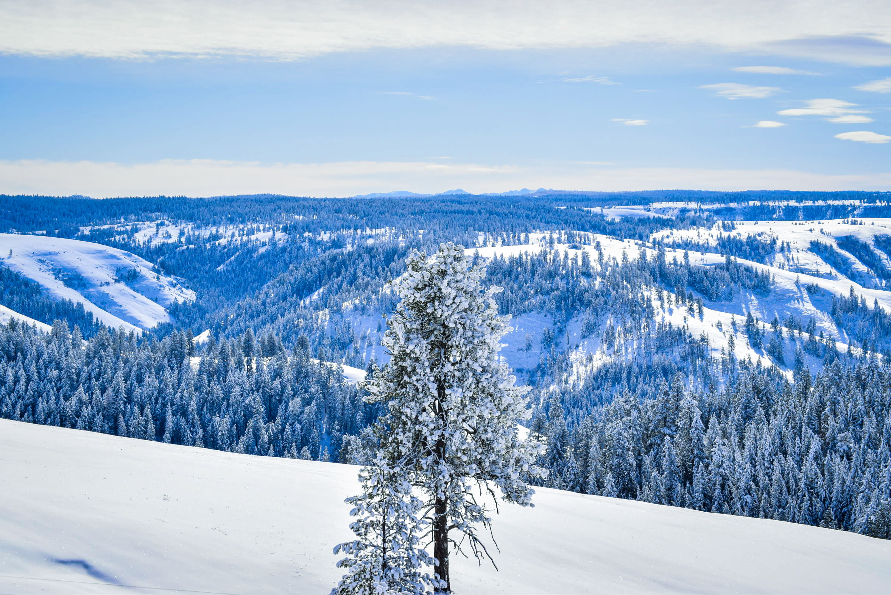 White Blanket