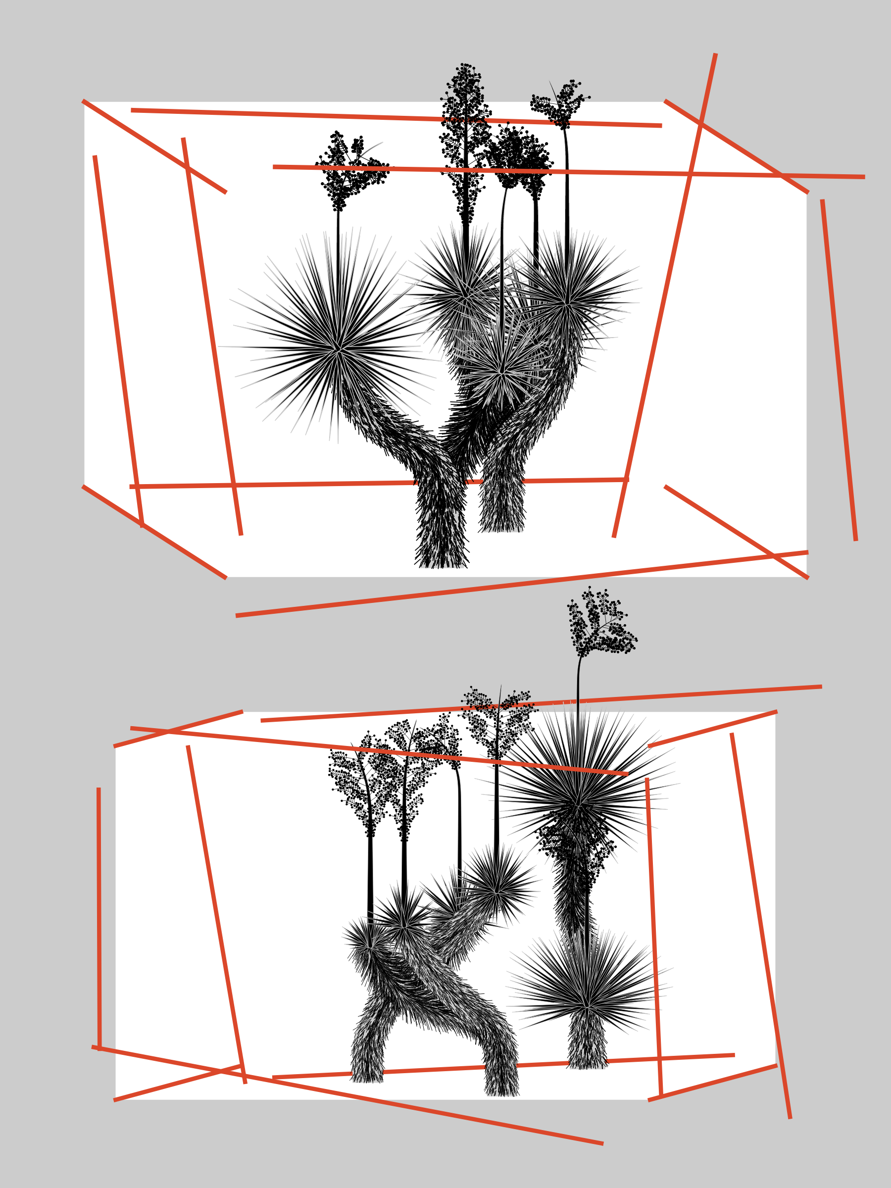 Marfa Yucca #68