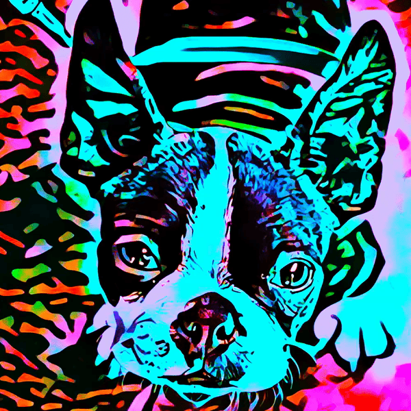 Breeds #21 (Boston Terrier)