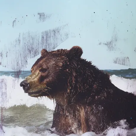 bear #3313