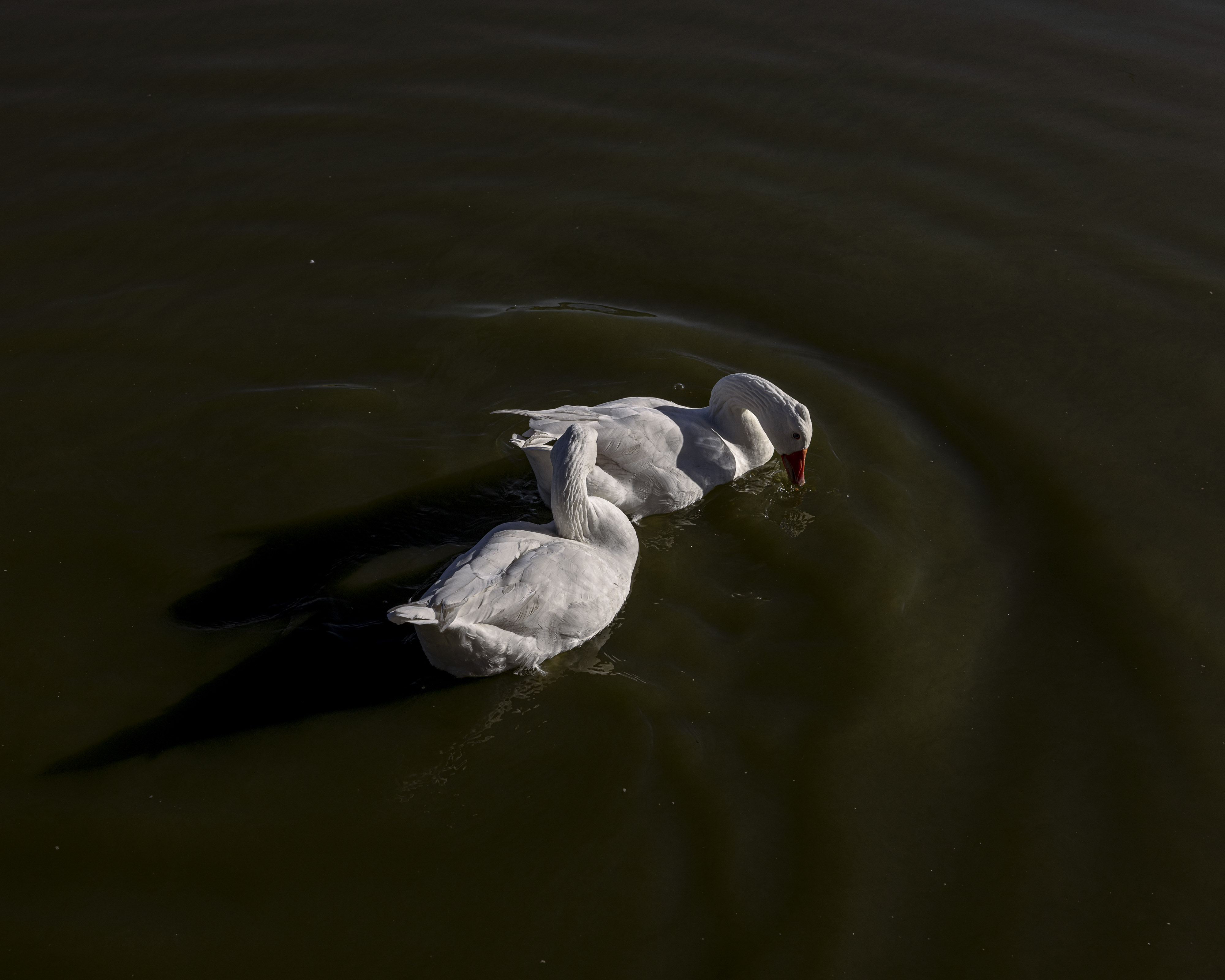Everyone in Me Is a Bird 037 - Yesterday afternoon 