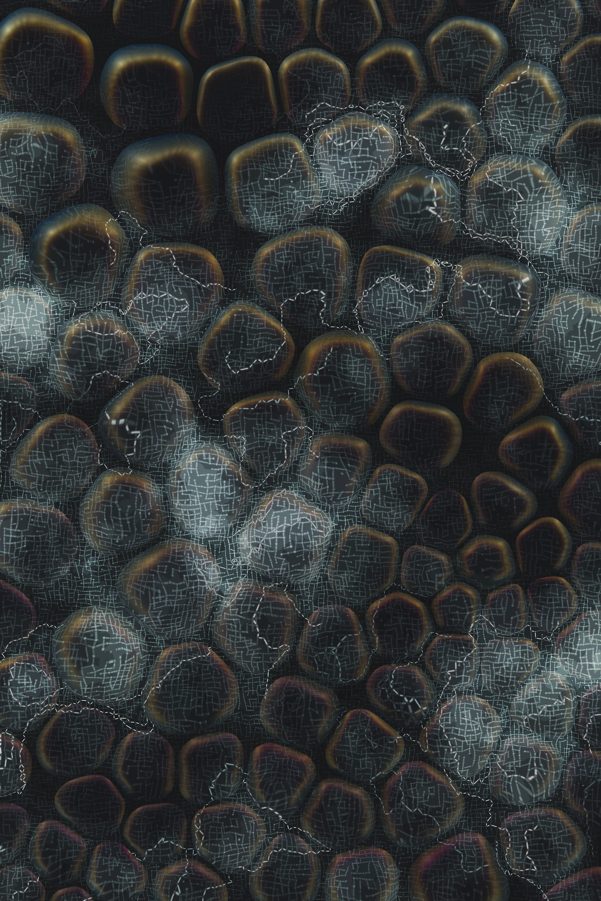 Vitreous #52