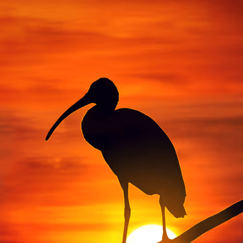 Setting the sun