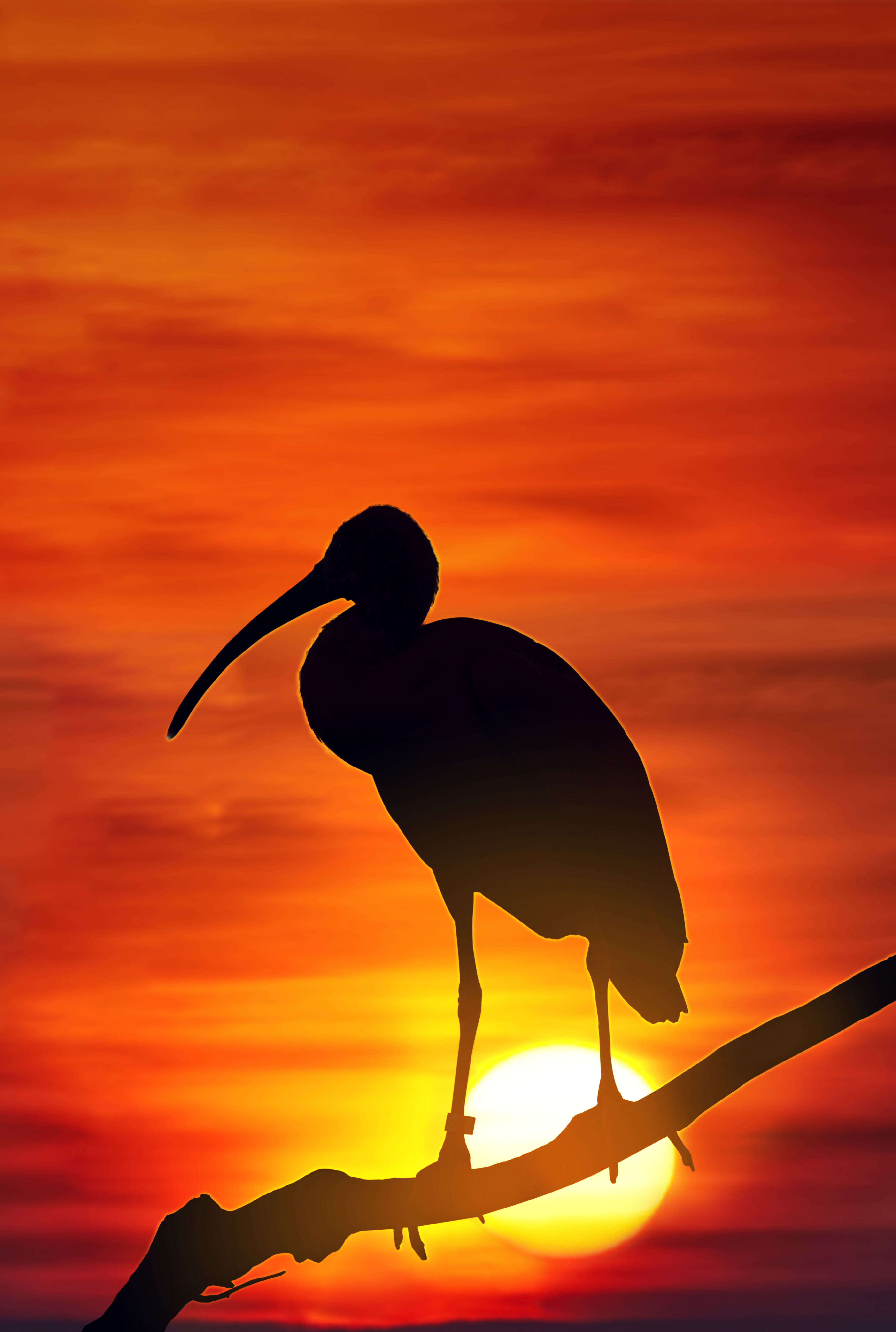 Setting the sun